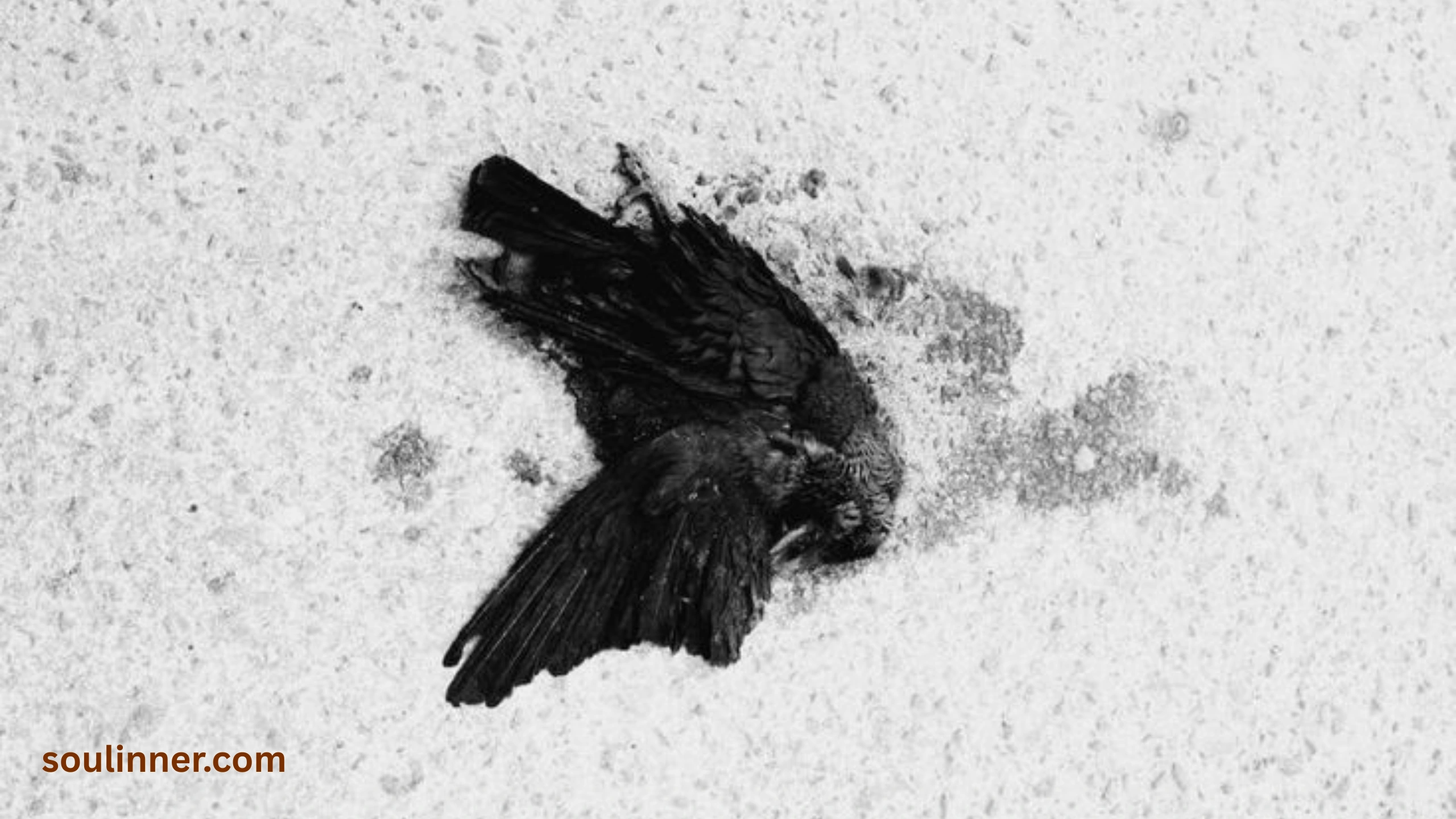dead bird spiritual meaning
