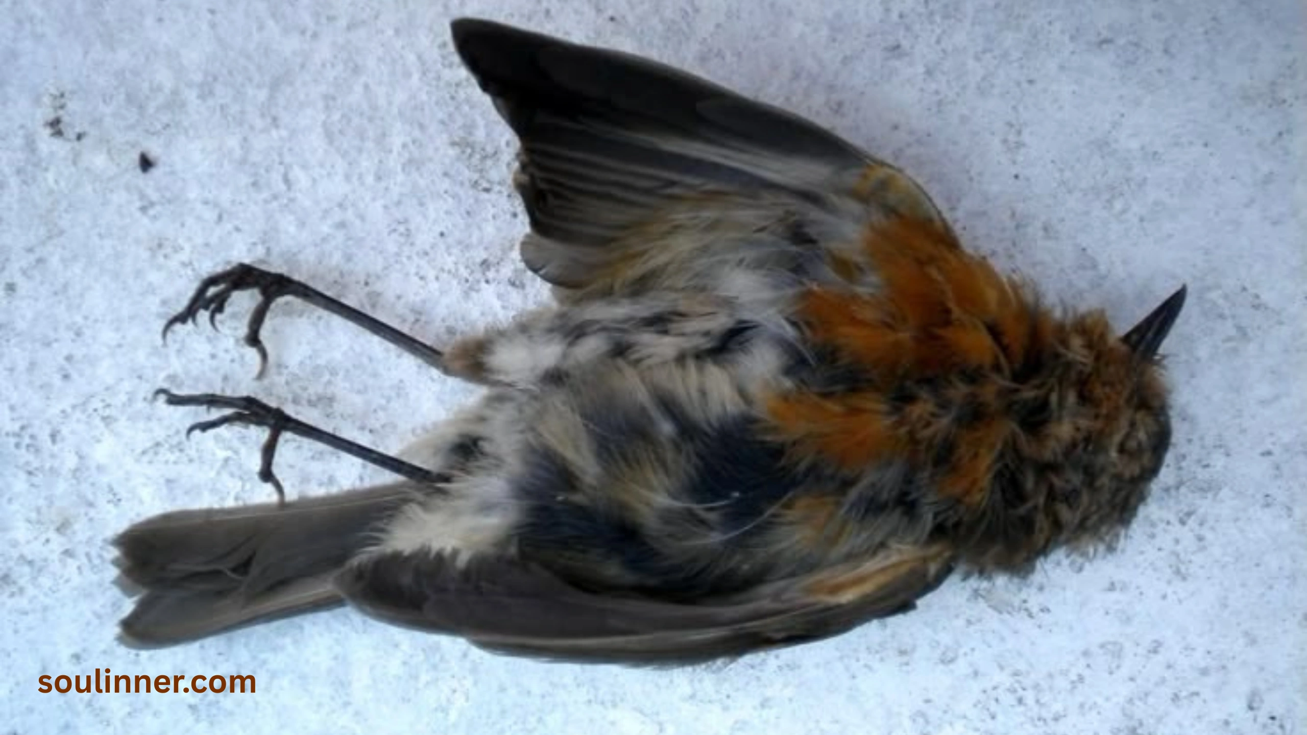dead bird spiritual meaning