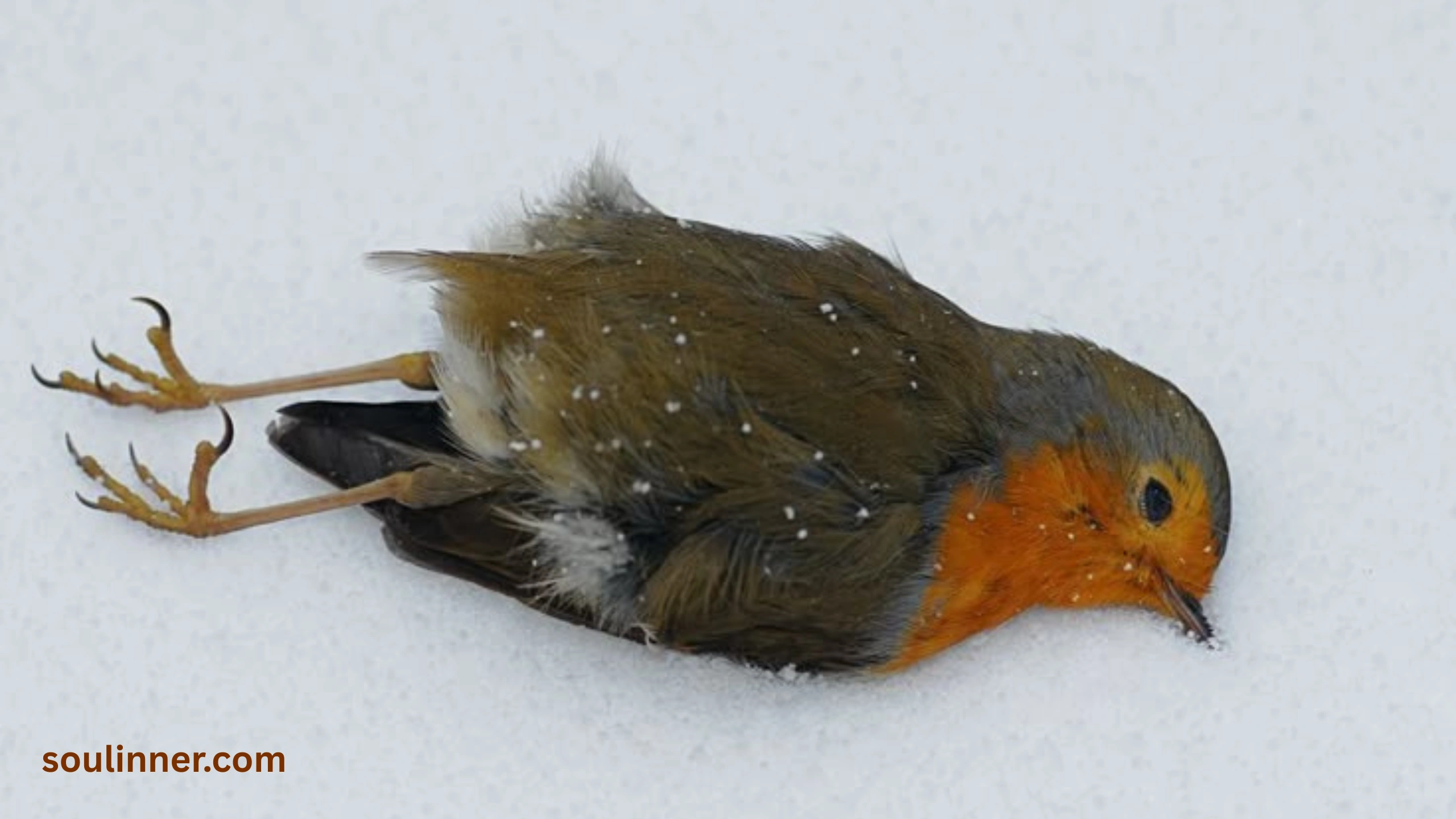 dead bird spiritual meaning