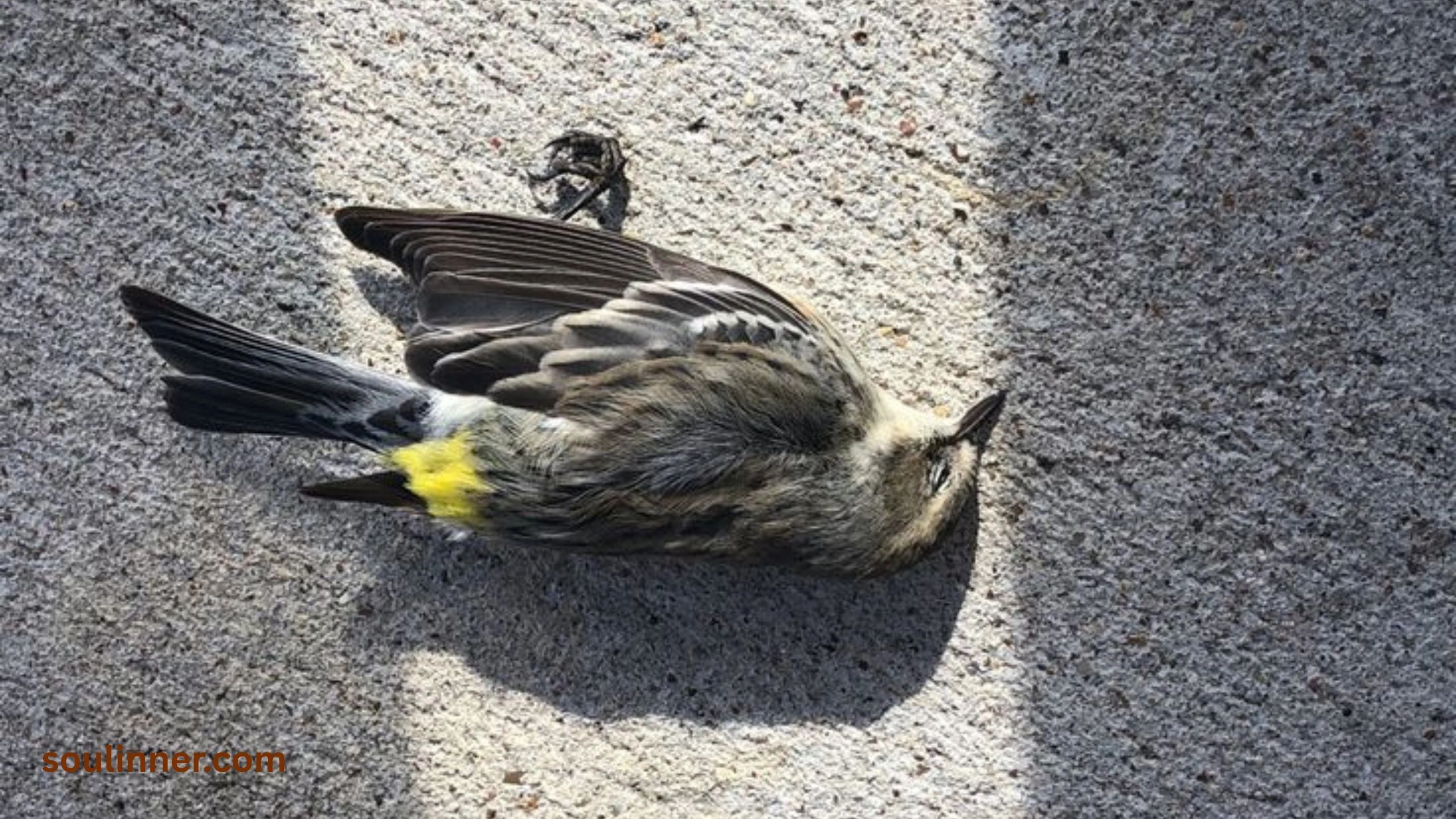 dead bird spiritual meaning