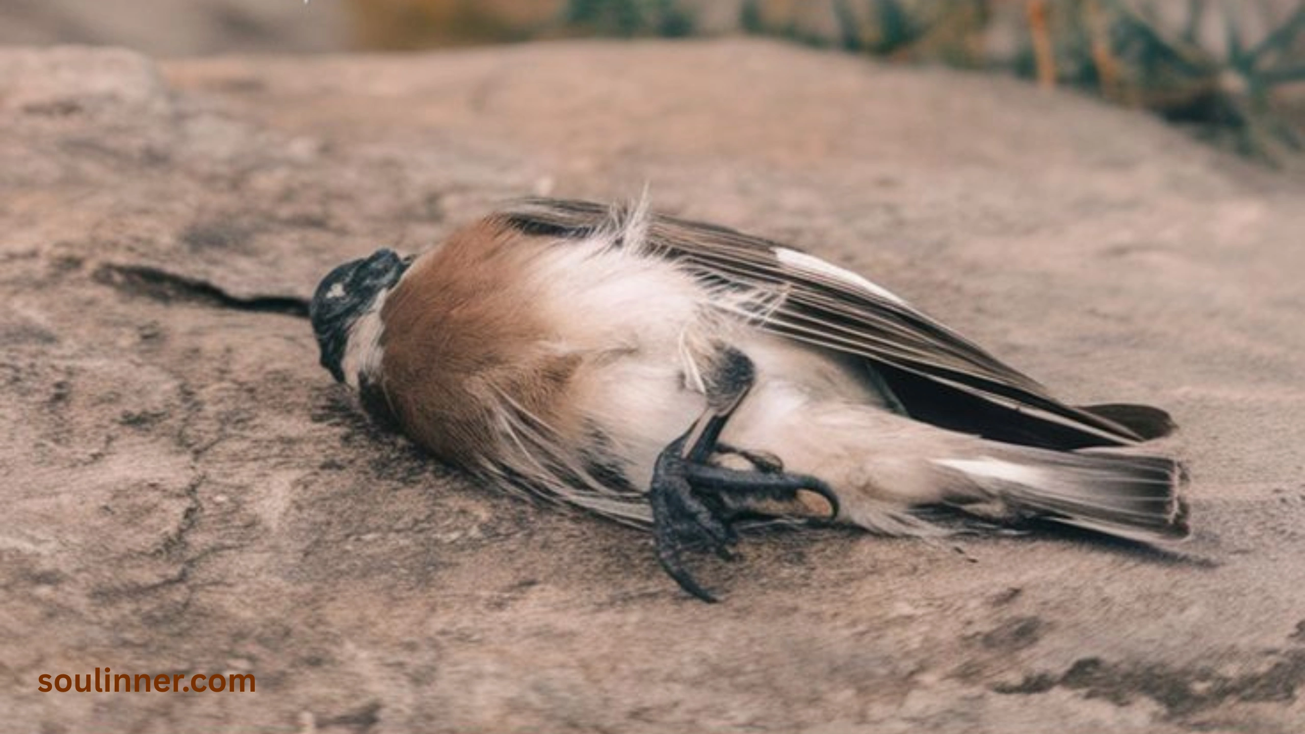 dead bird spiritual meaning