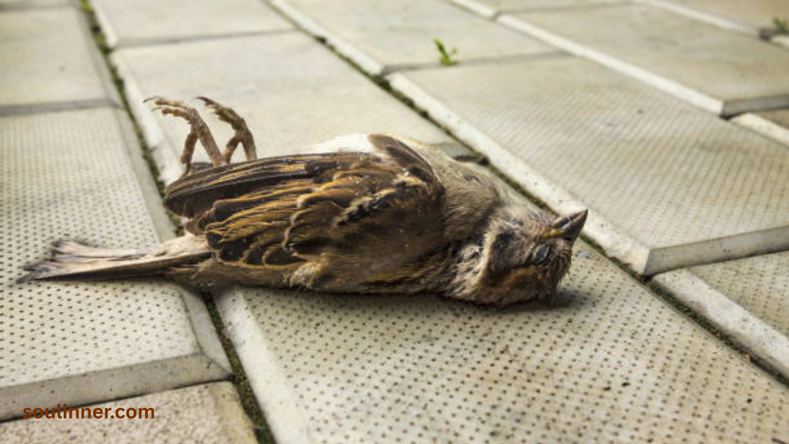 dead bird spiritual meaning