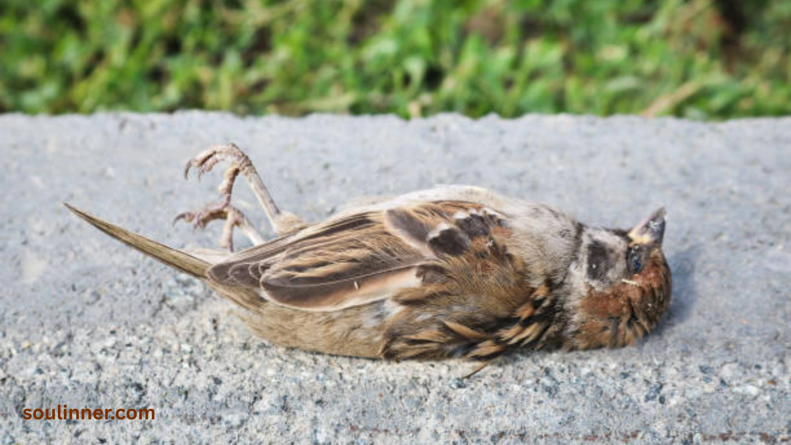 dead bird spiritual meaning