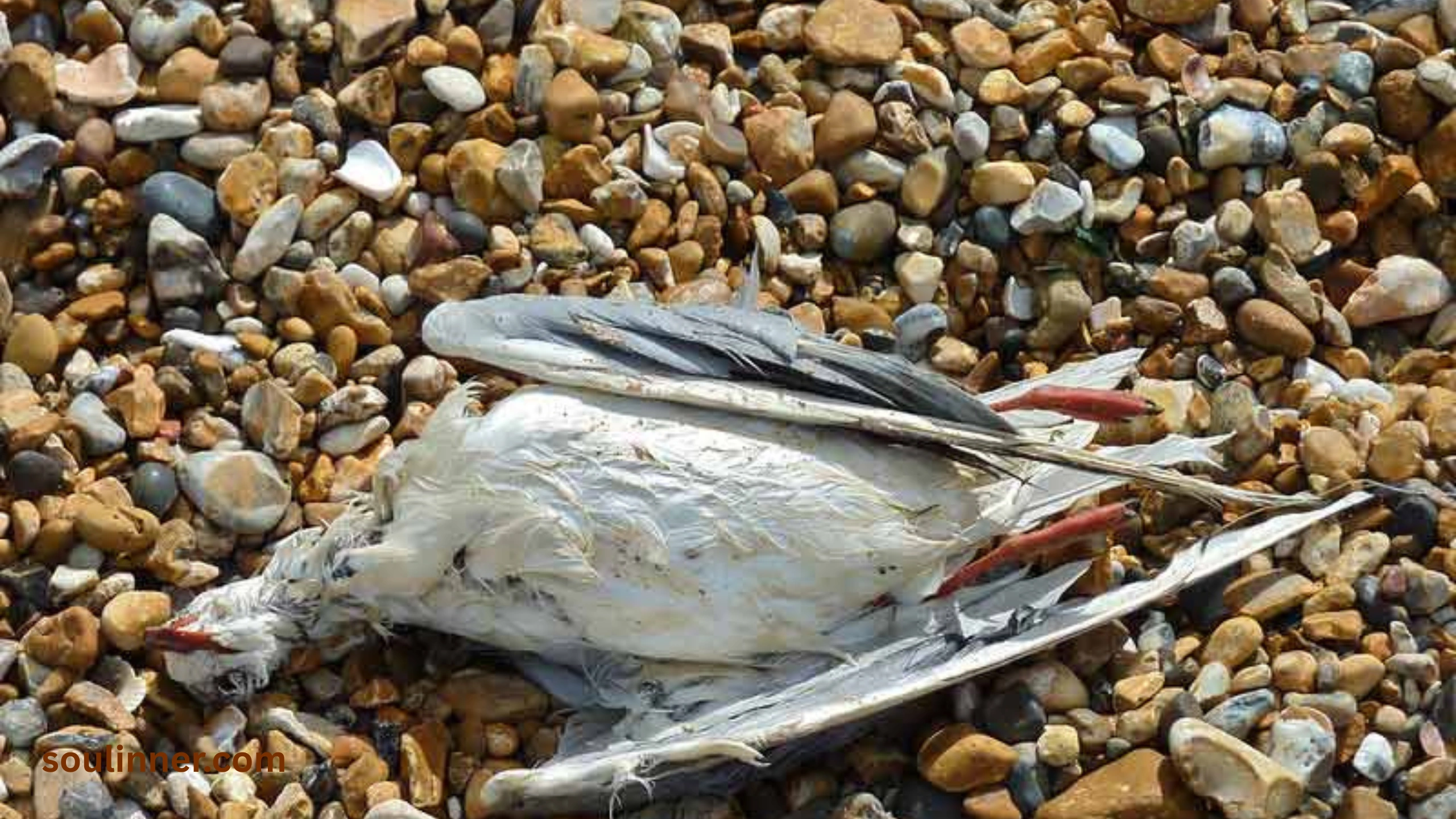 dead bird spiritual meaning