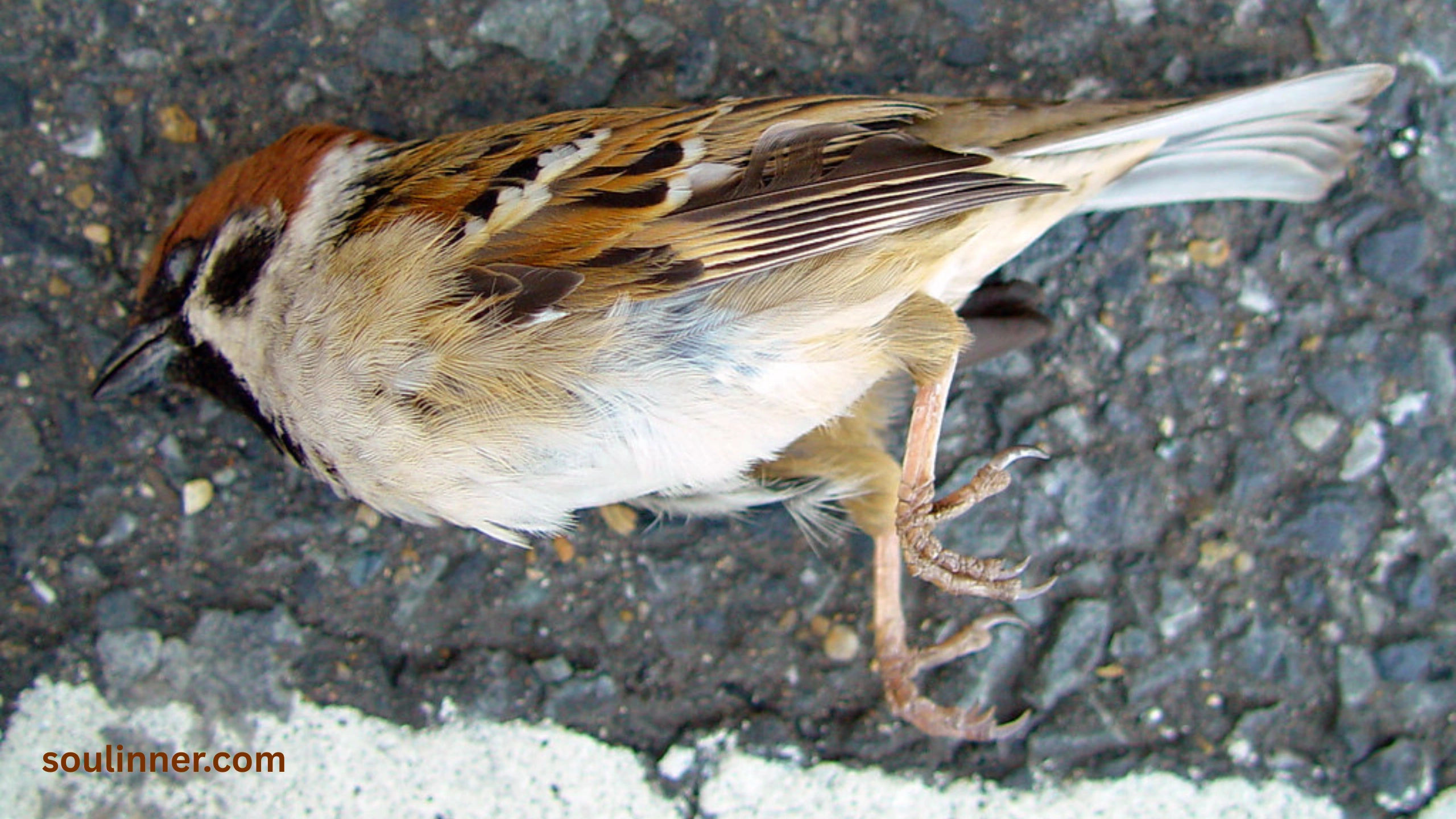dead bird spiritual meaning