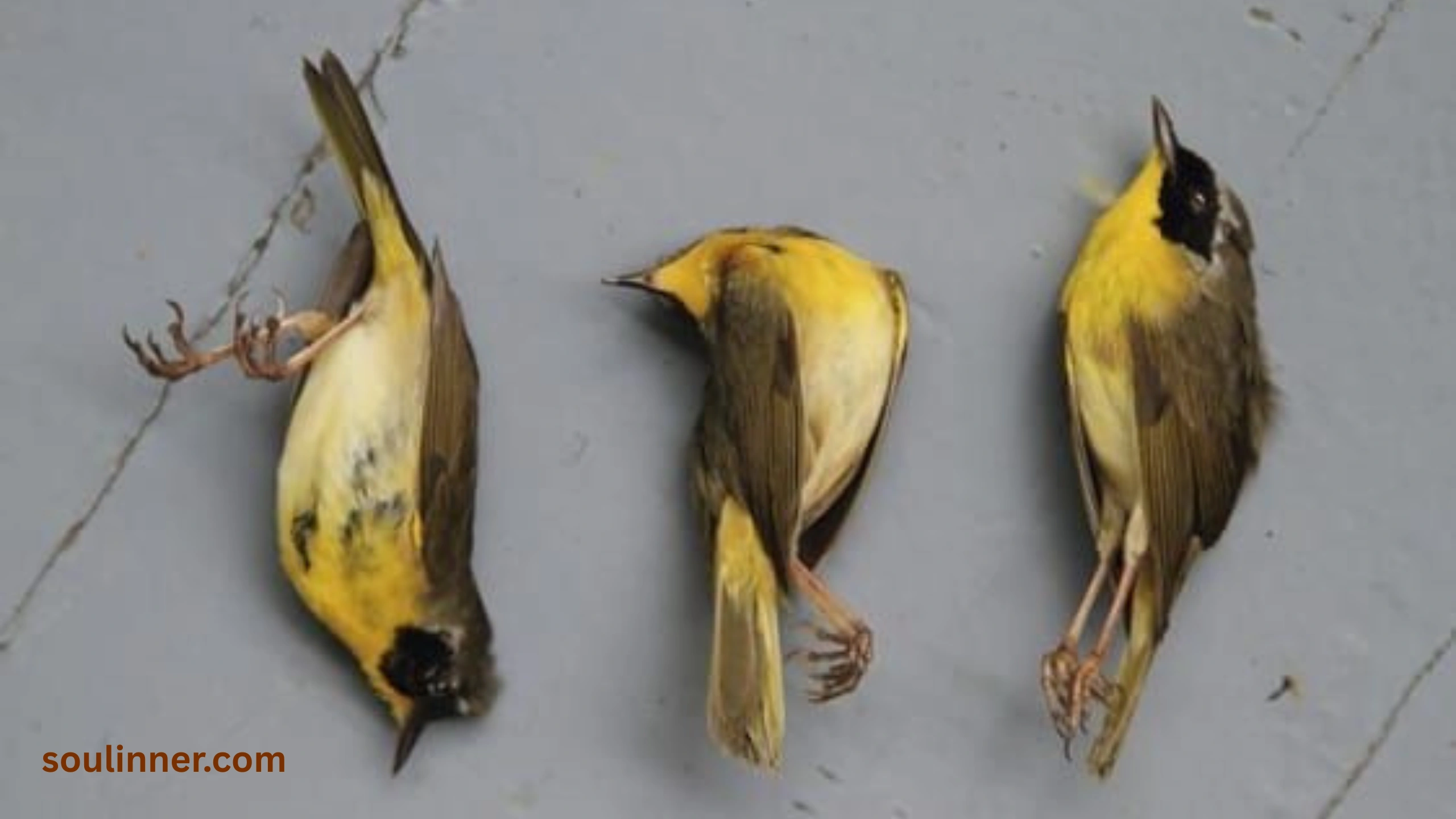 dead bird spiritual meaning