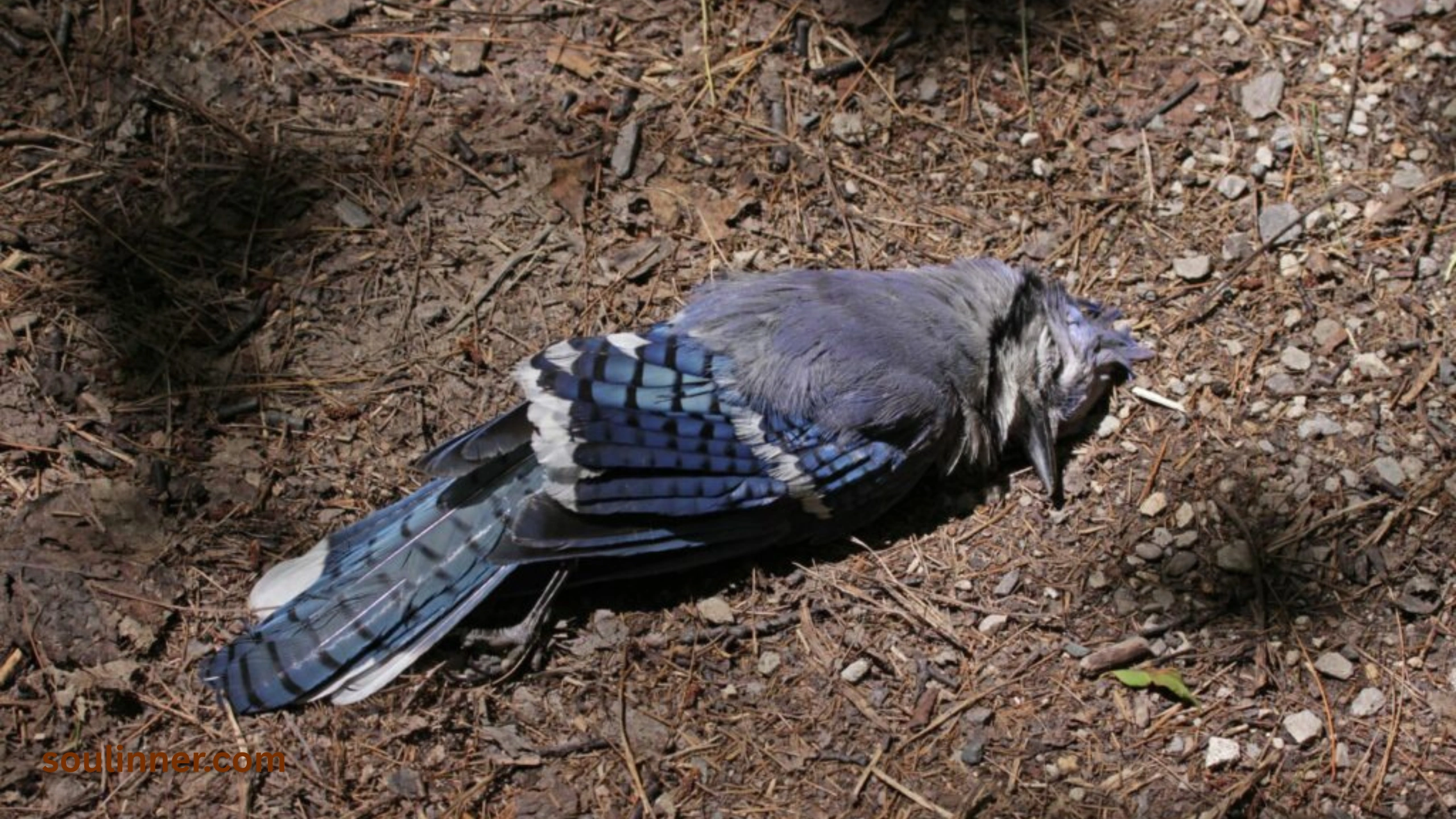 dead bird spiritual meaning