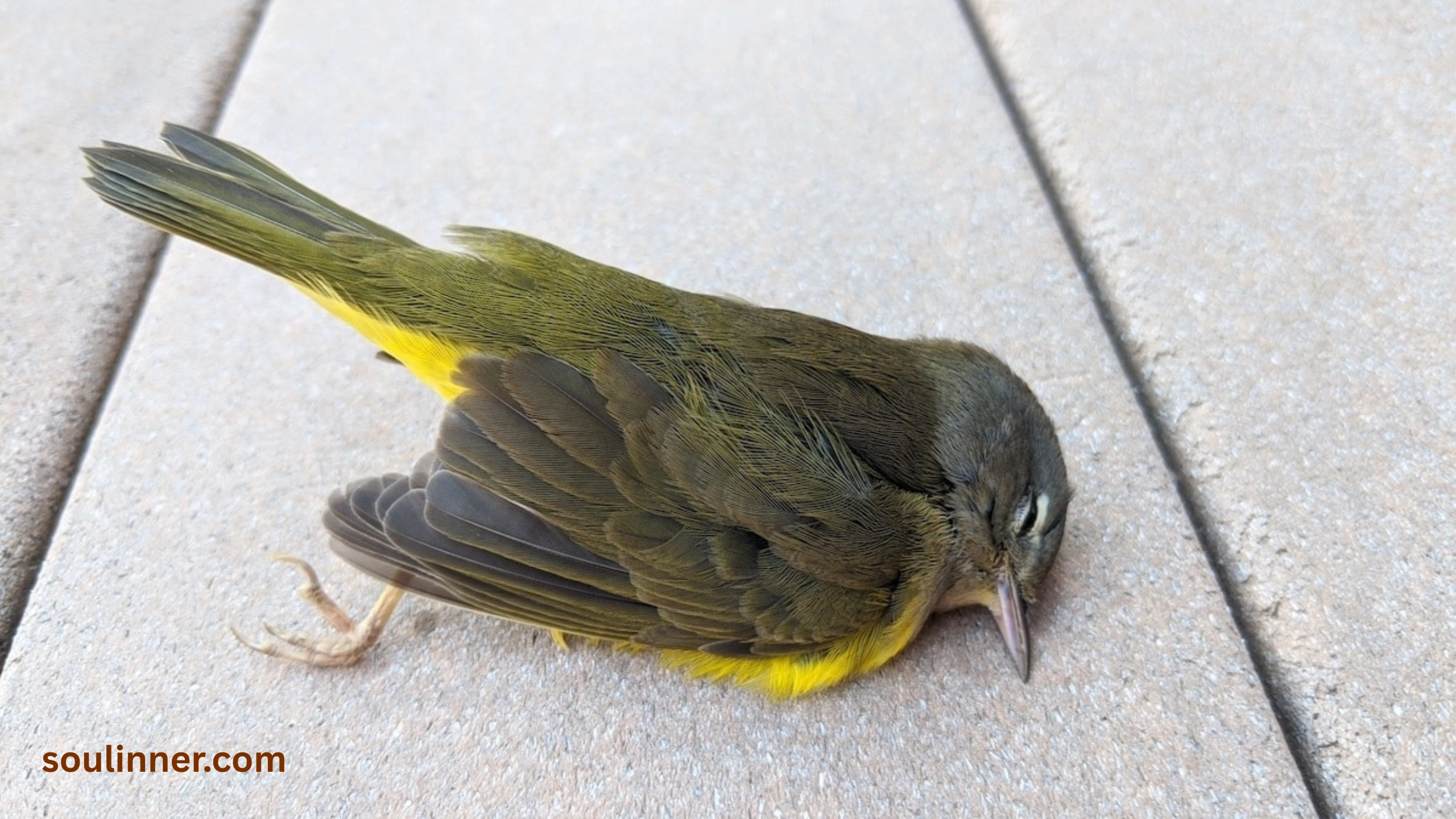 dead bird spiritual meaning