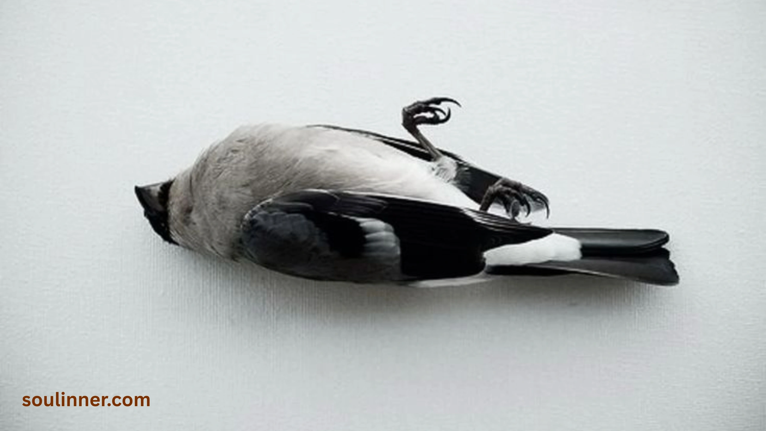 dead bird spiritual meaning