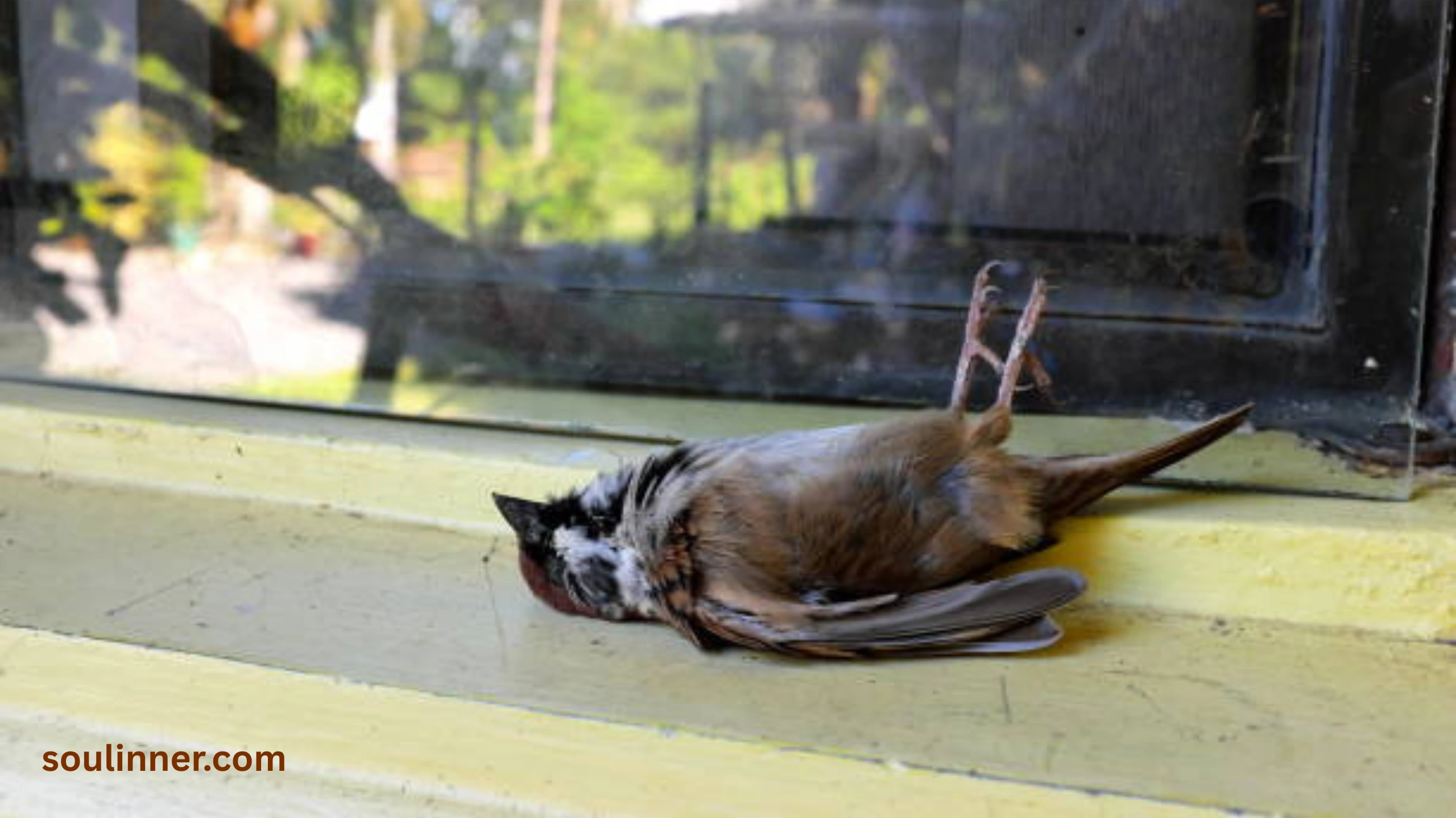 dead bird spiritual meaning