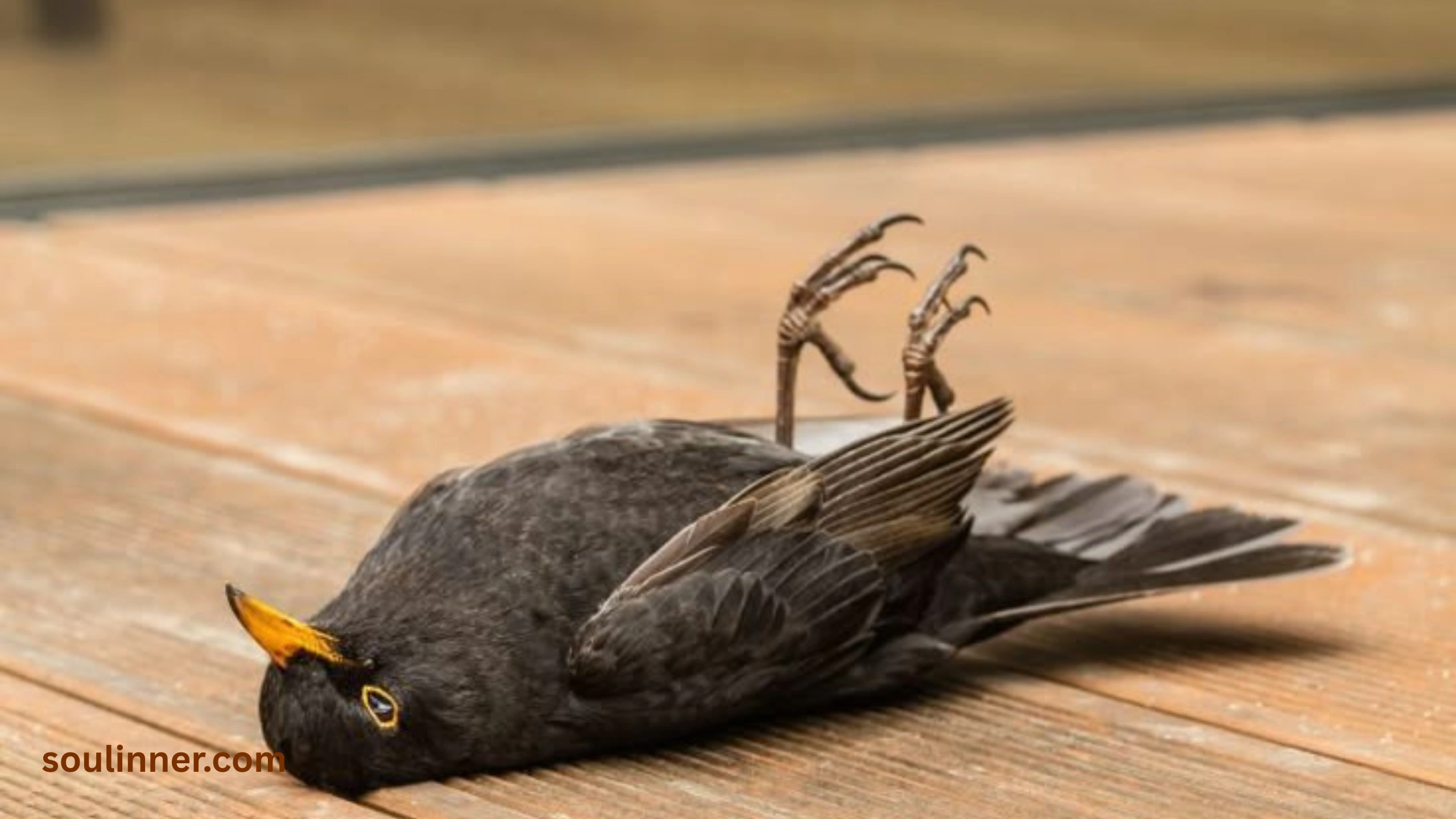 dead bird spiritual meaning