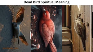 dead bird spiritual meaning