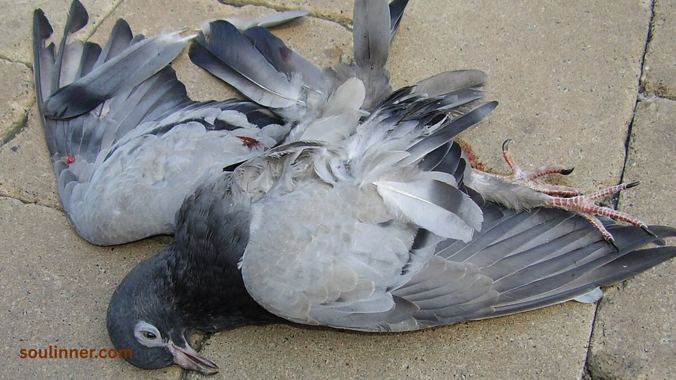 dead bird spiritual meaning