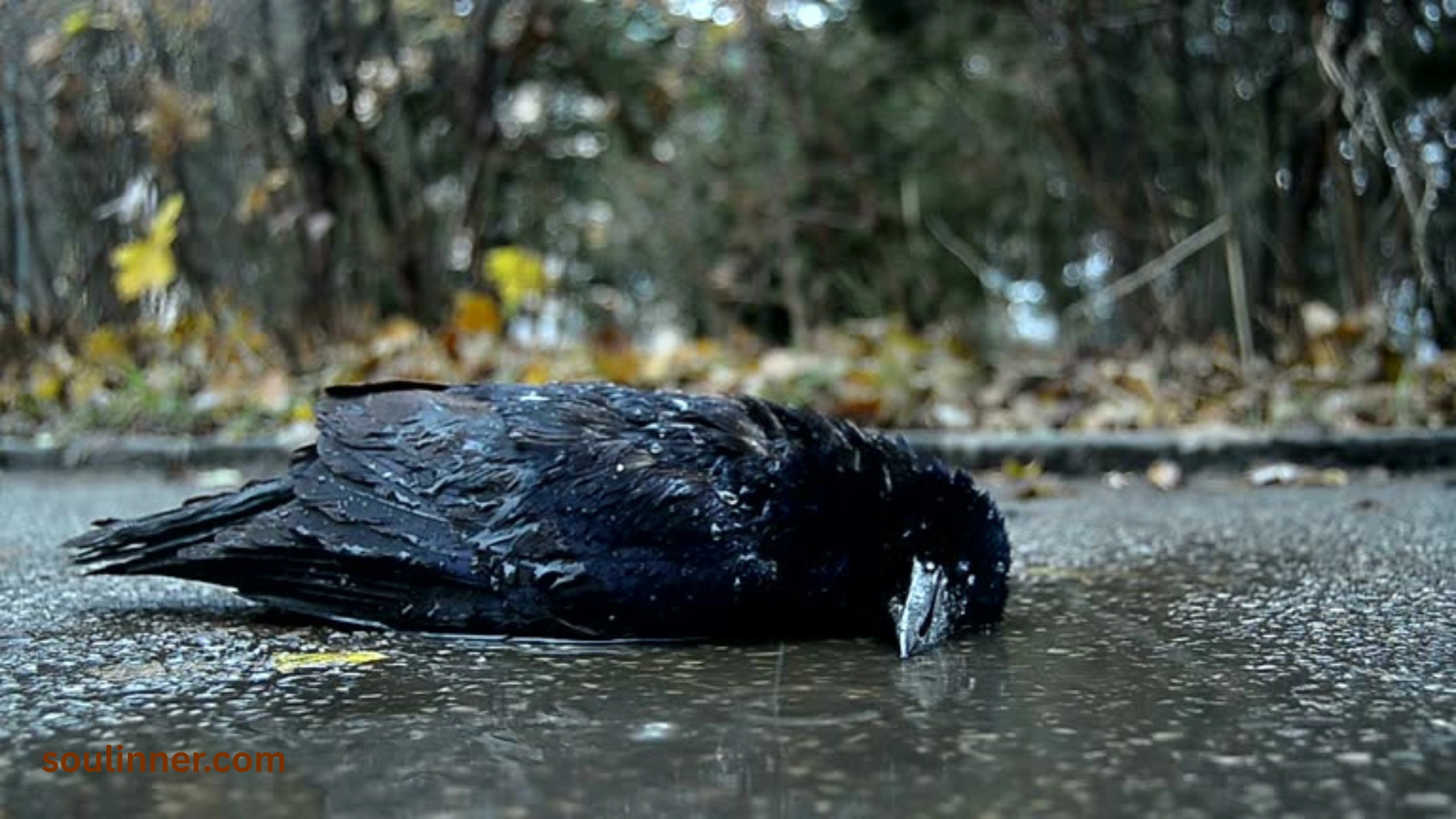dead bird spiritual meaning