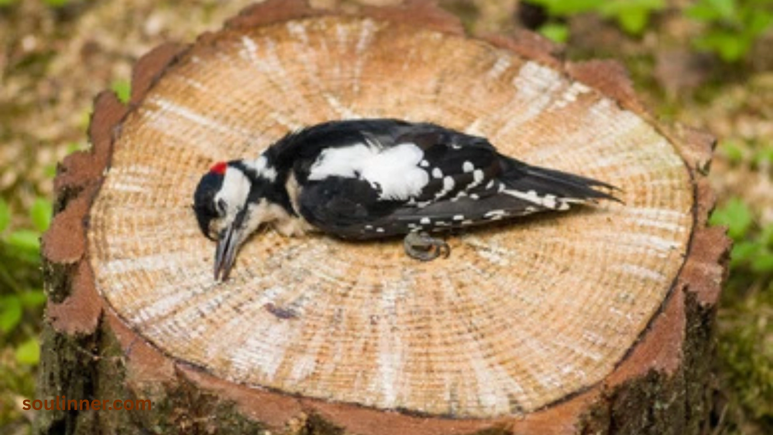 dead bird spiritual meaning