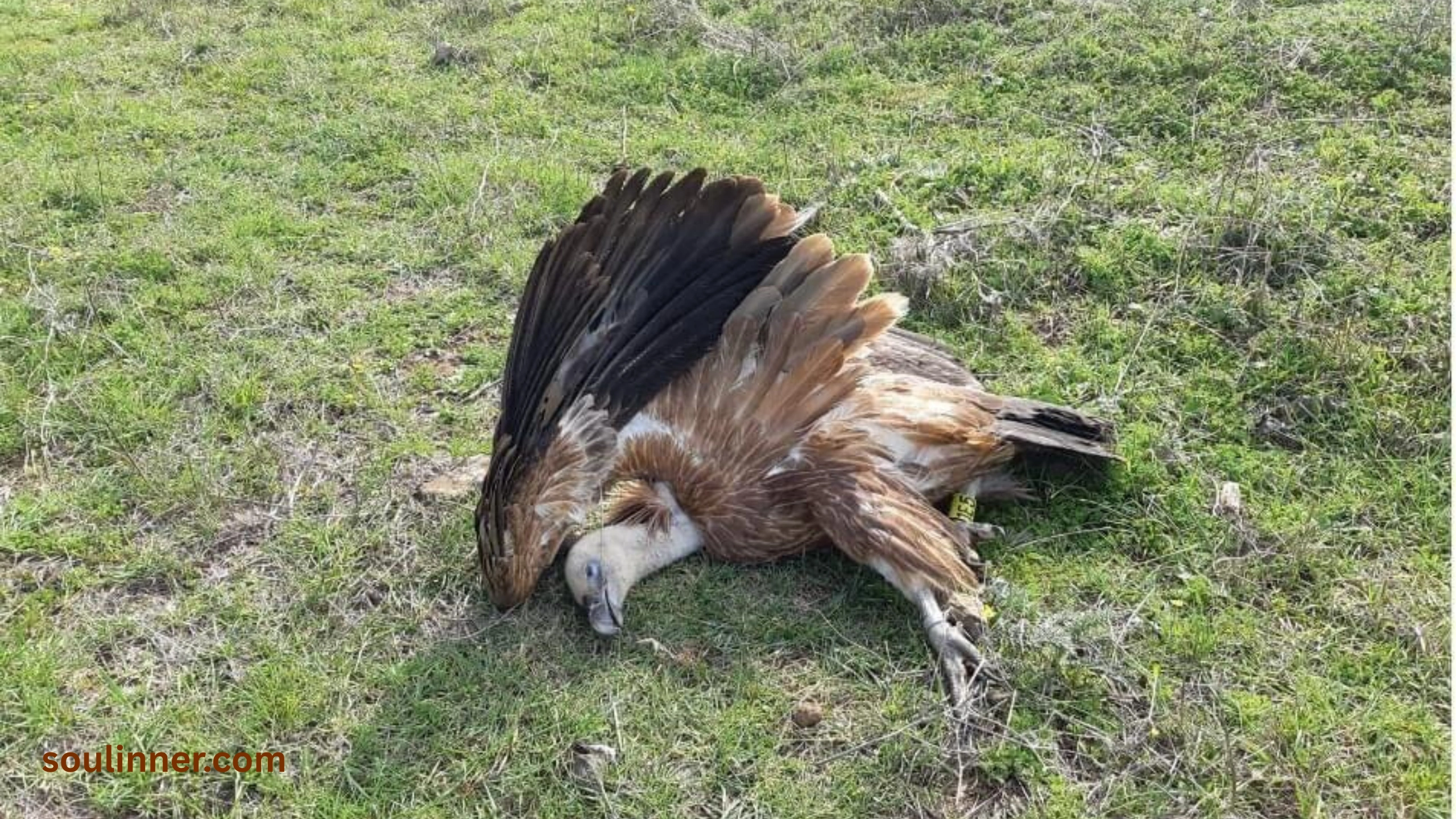 dead bird spiritual meaning