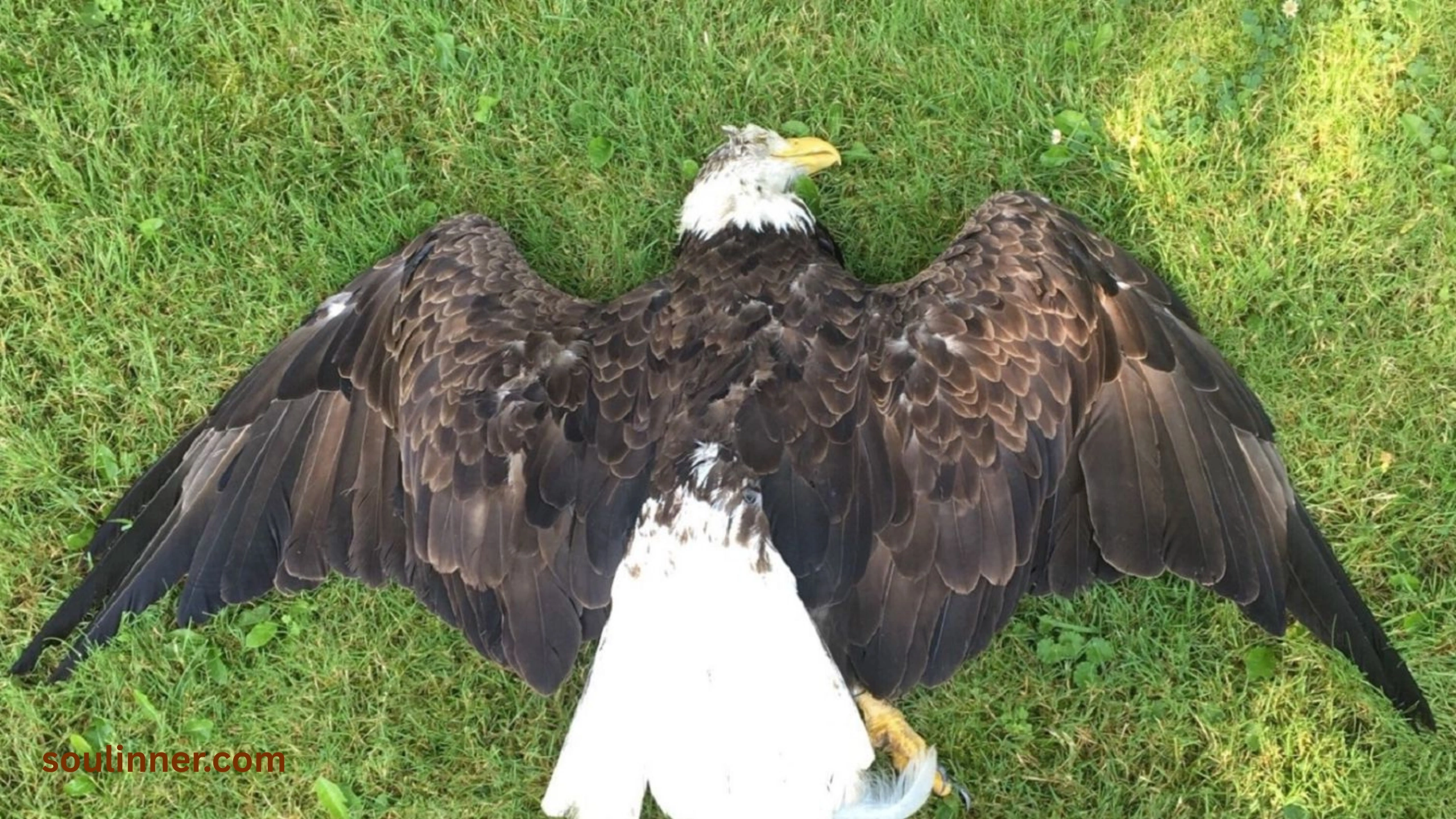 dead bird spiritual meaning