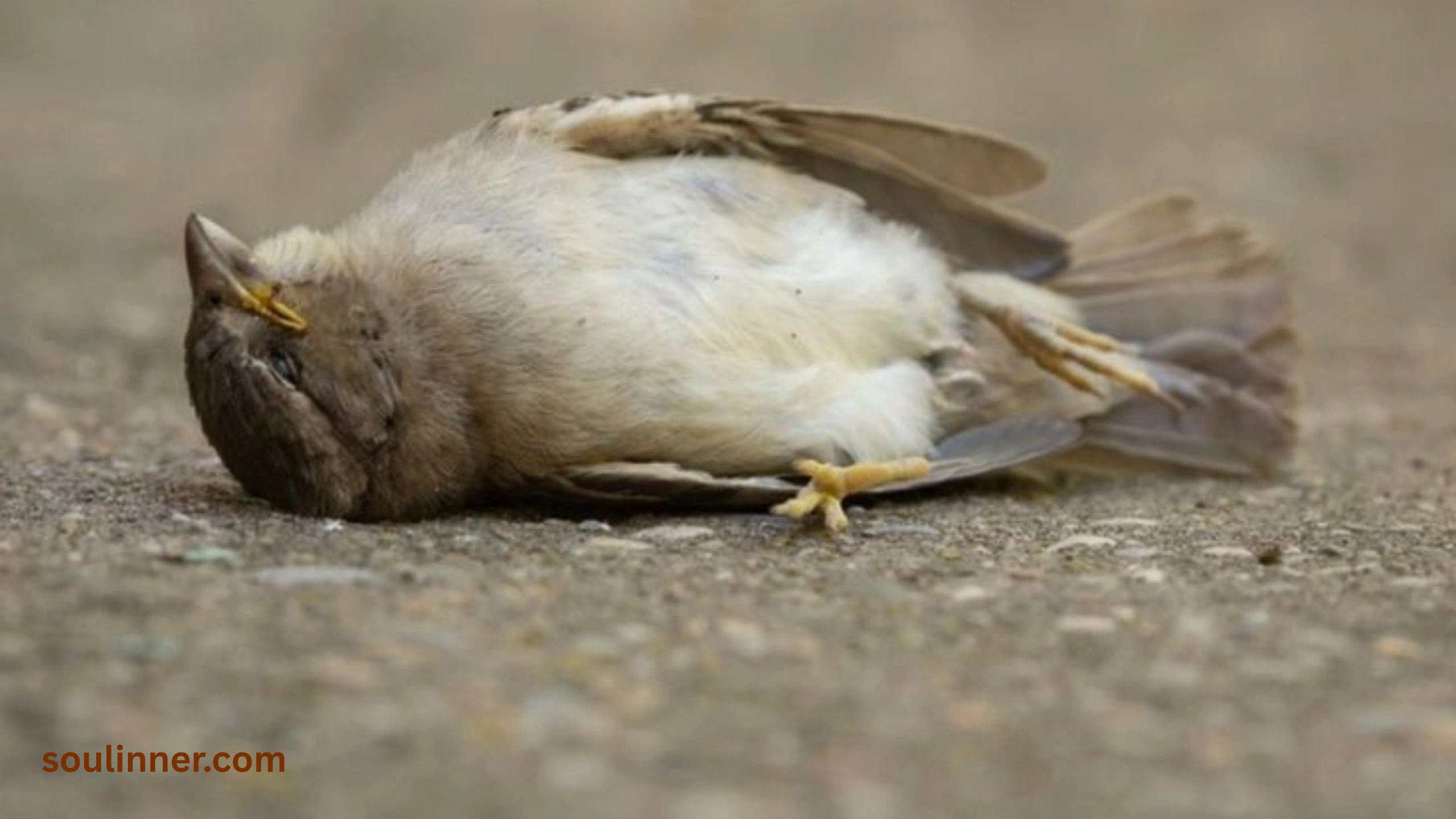 dead bird spiritual meaning