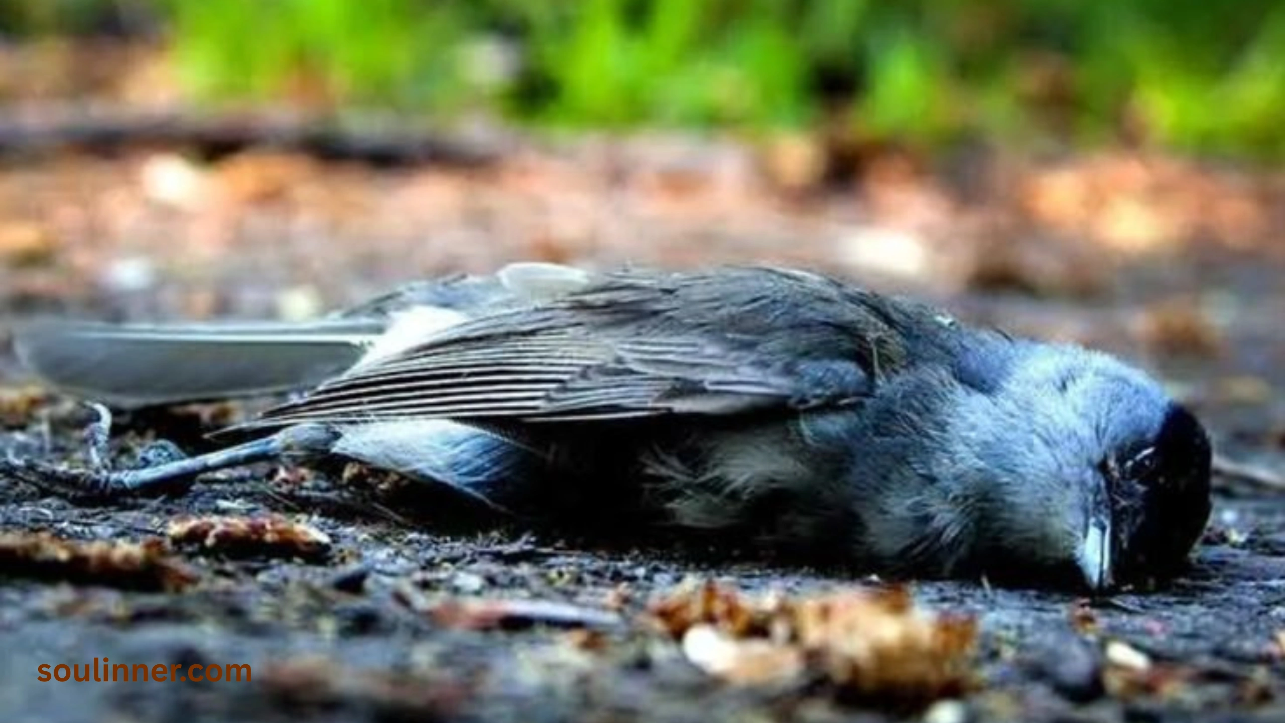 dead bird spiritual meaning