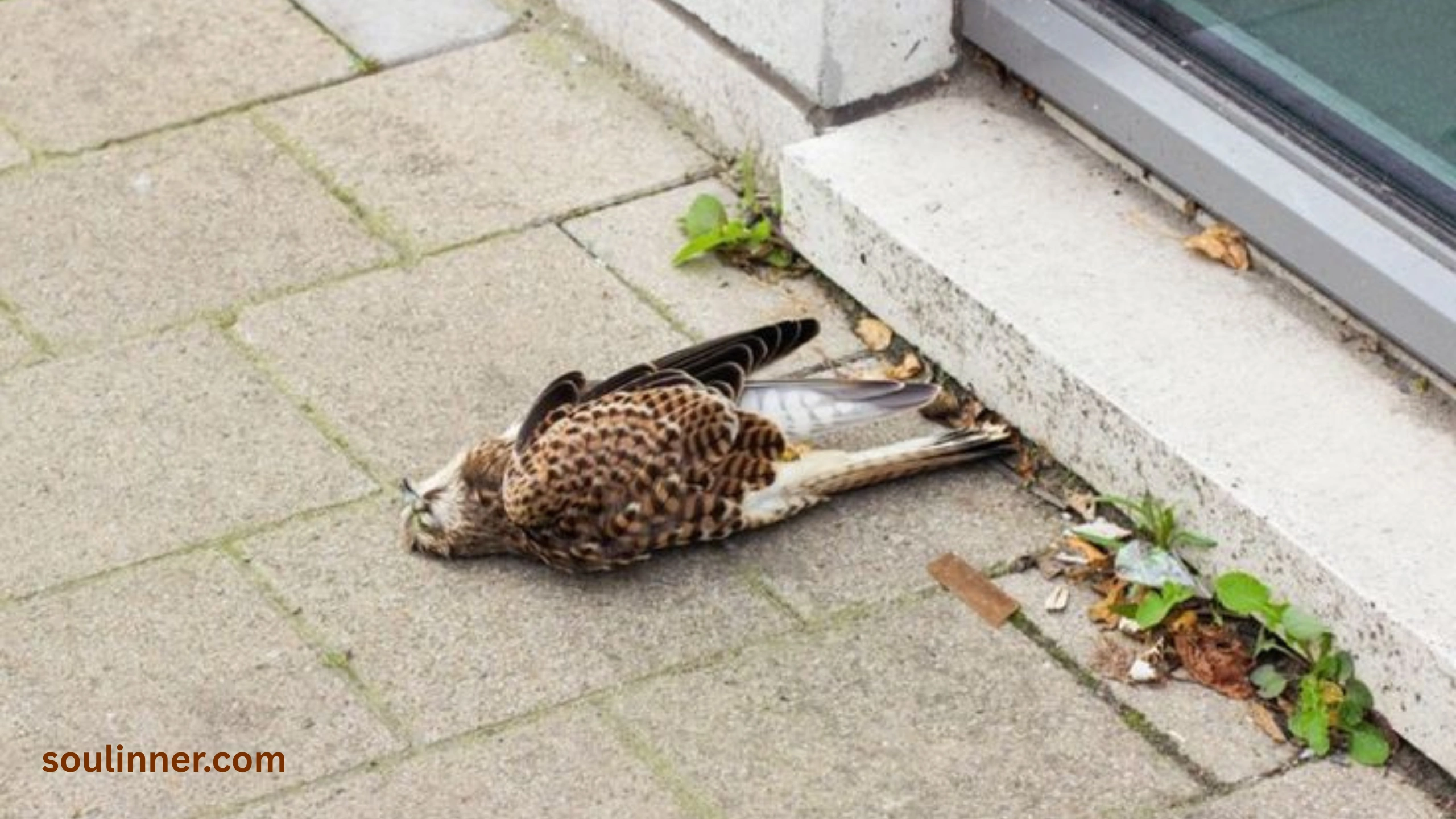 dead bird spiritual meaning