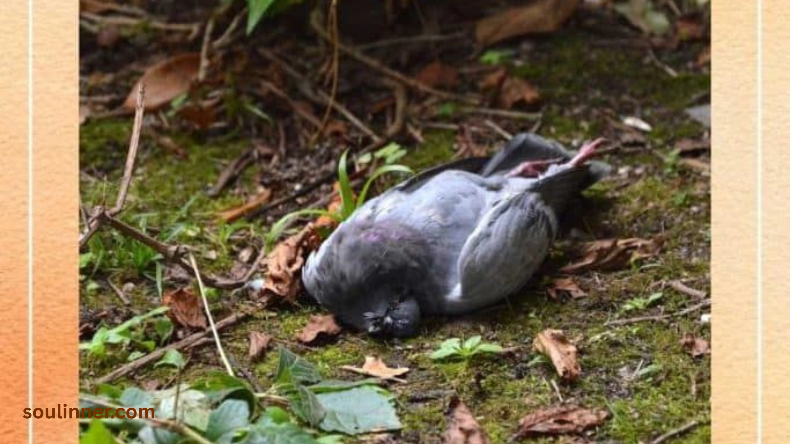 dead bird spiritual meaning