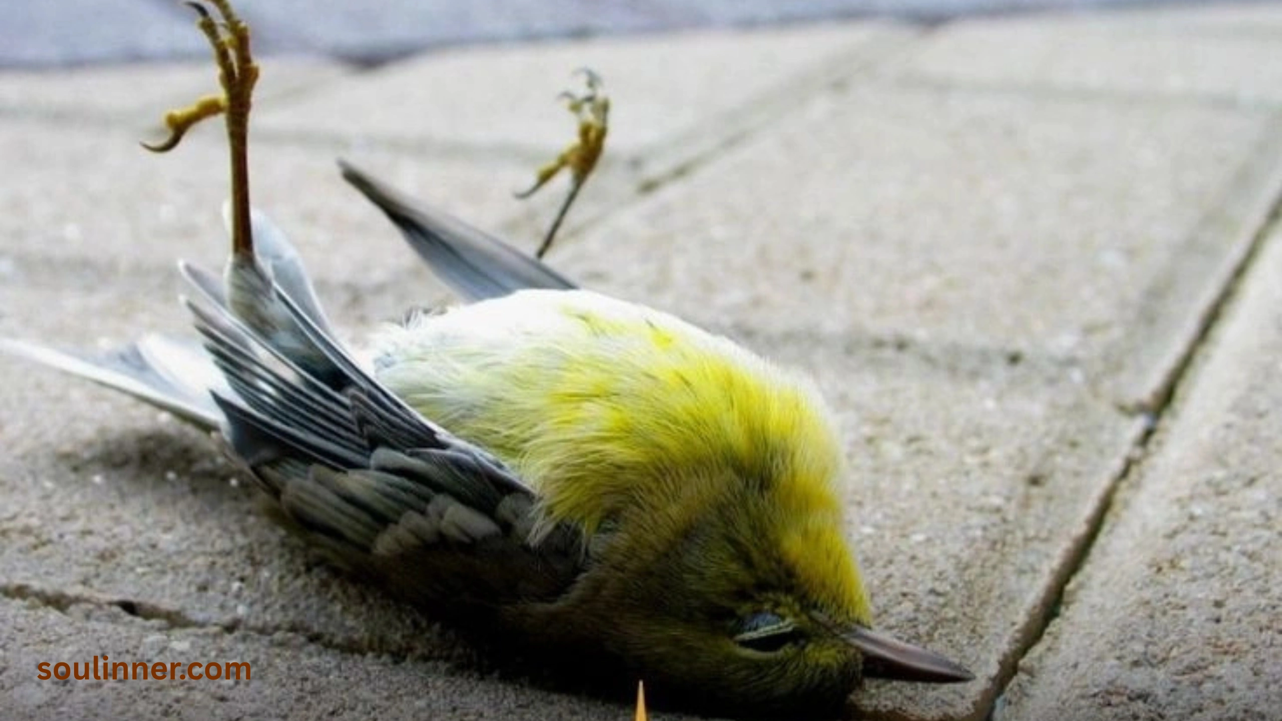 dead bird spiritual meaning