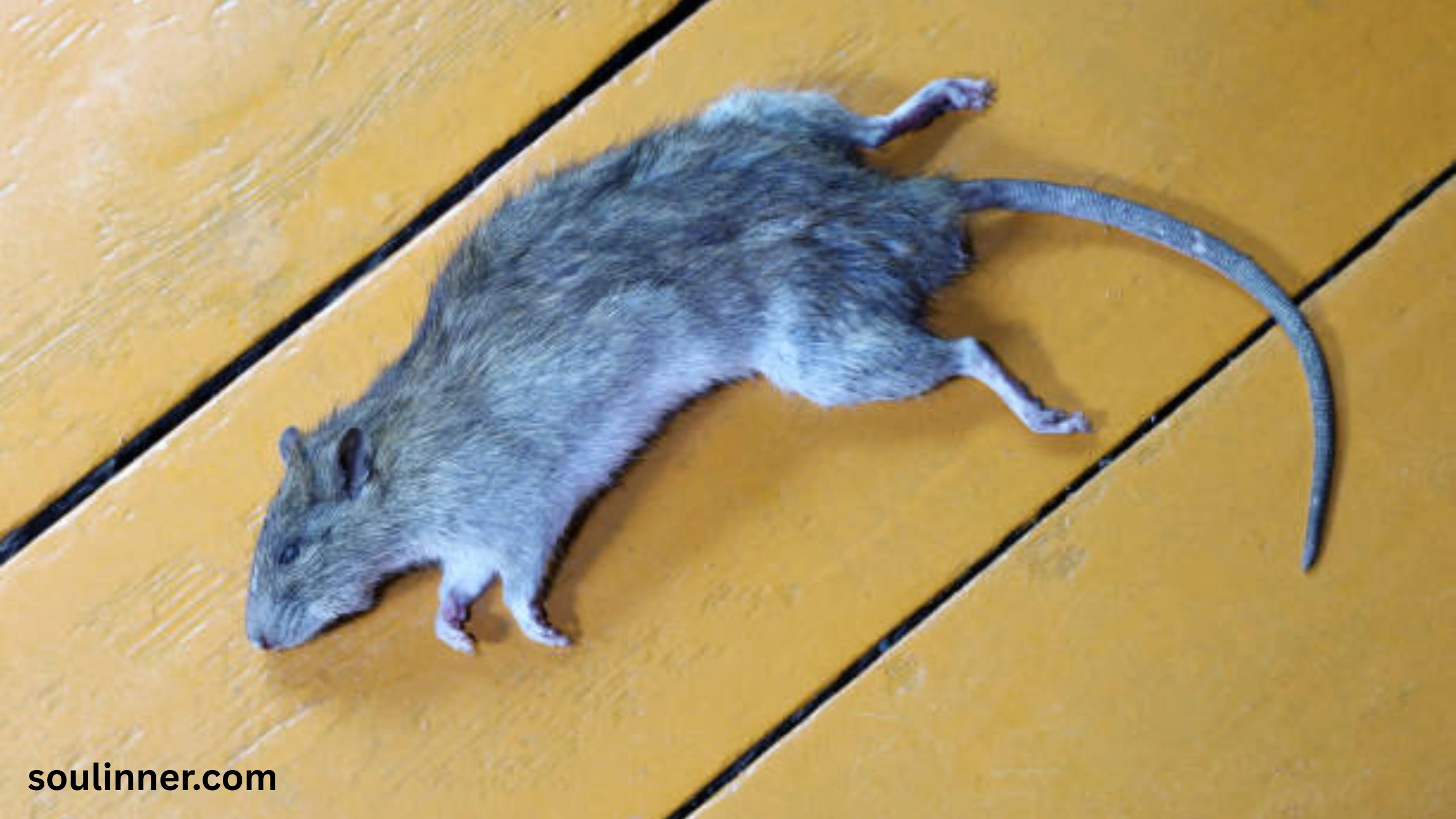 dead rat outside my house spiritual meaning