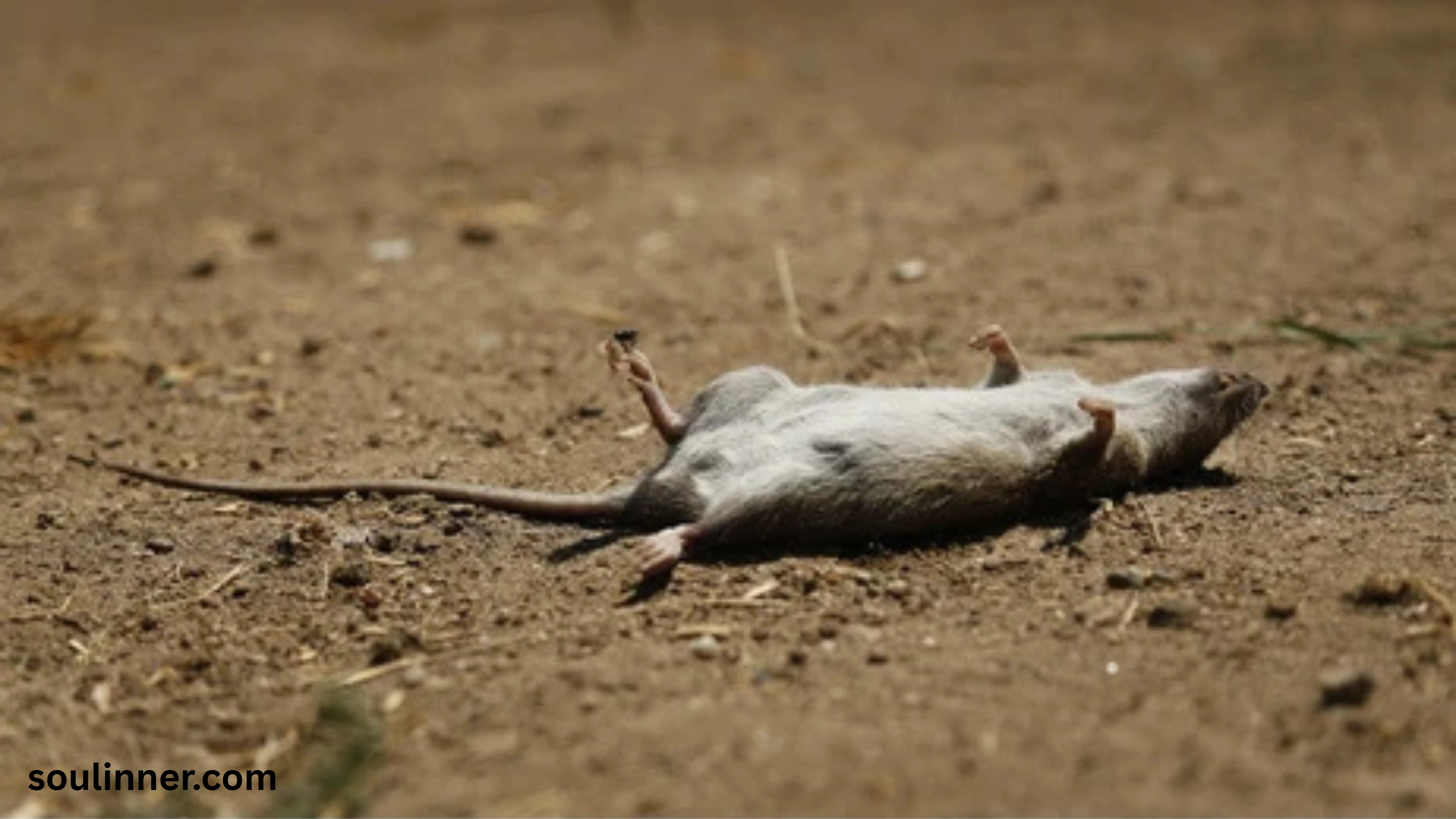 dead rat outside my house spiritual meaning