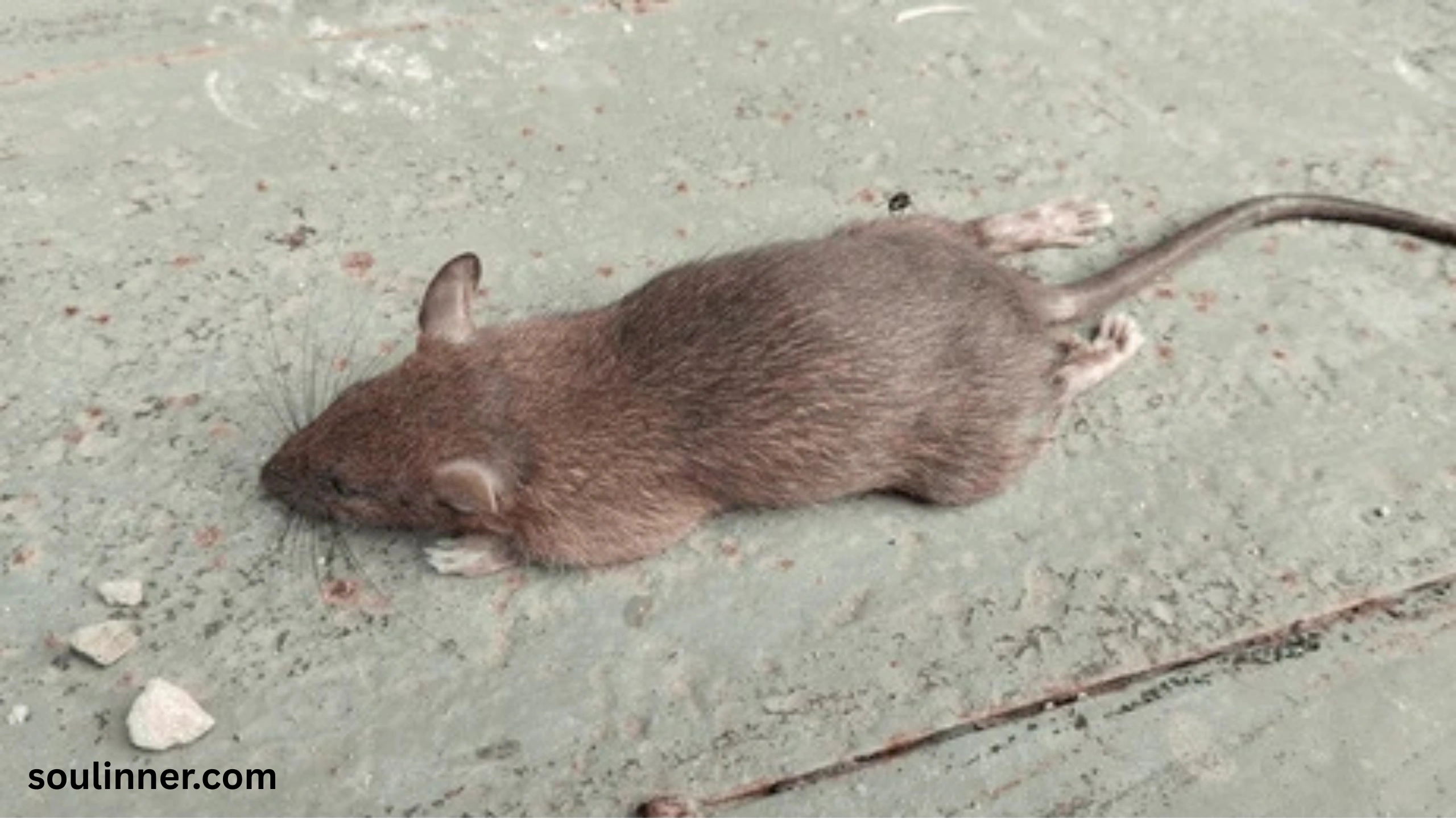 dead rat outside my house spiritual meaning