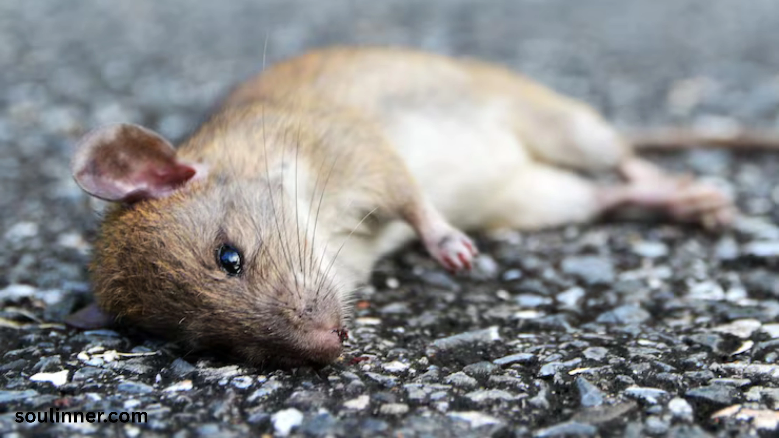 dead rat outside my house spiritual meaning