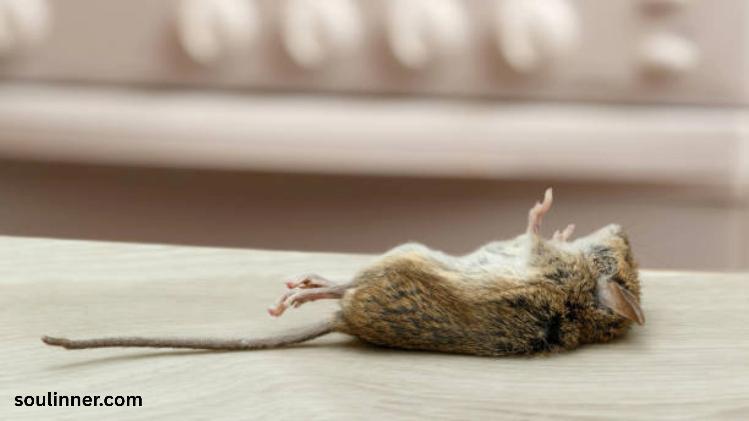 dead rat outside my house spiritual meaning