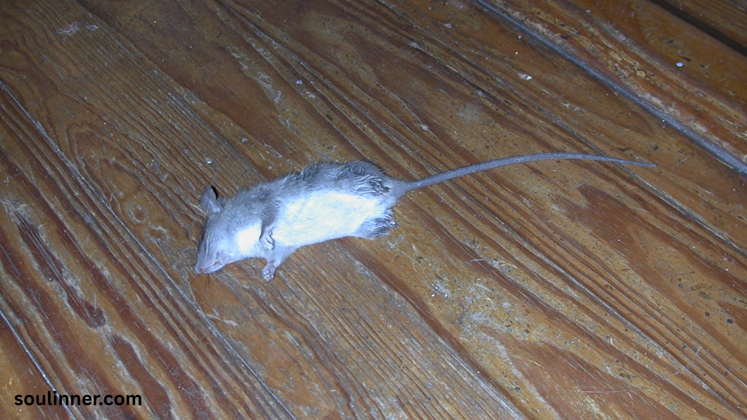 dead rat outside my house spiritual meaning