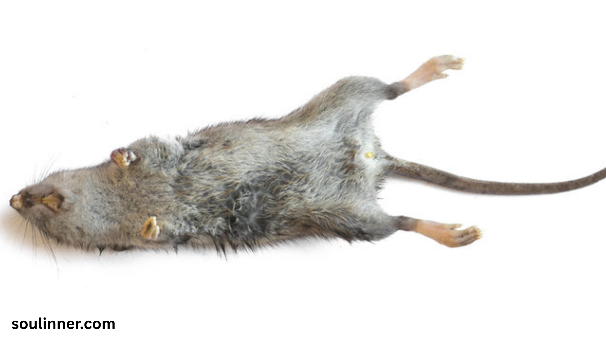 dead rat outside my house spiritual meaning