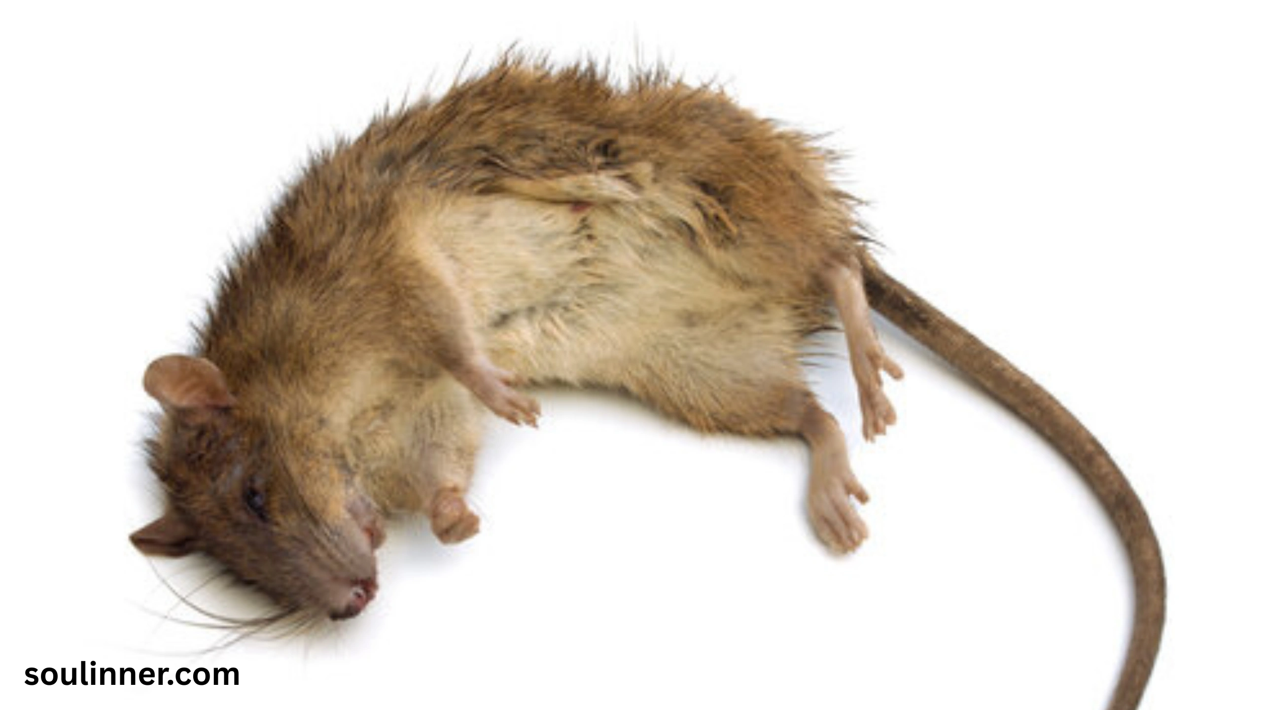 dead rat outside my house spiritual meaning