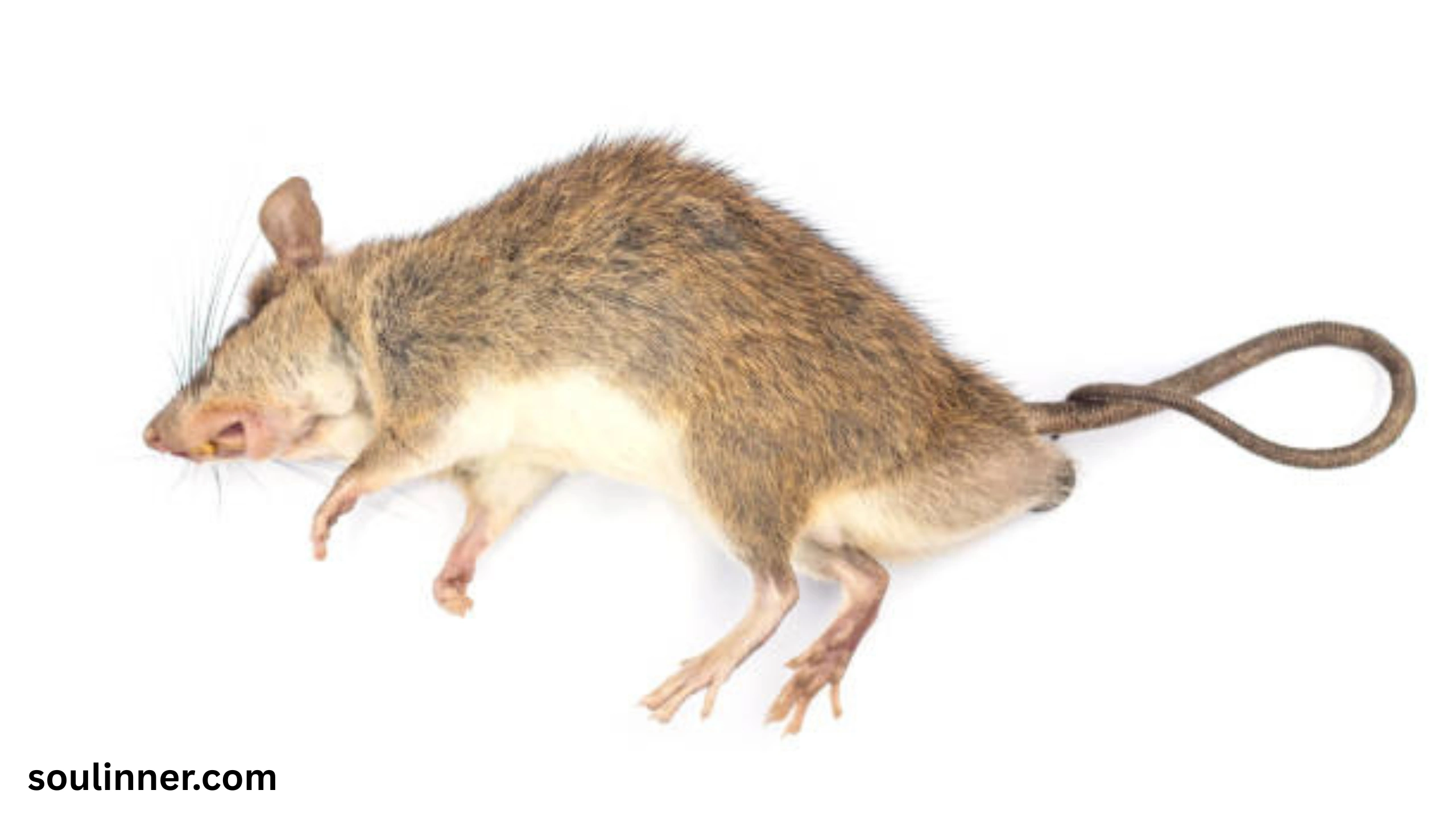dead rat outside my house spiritual meaning