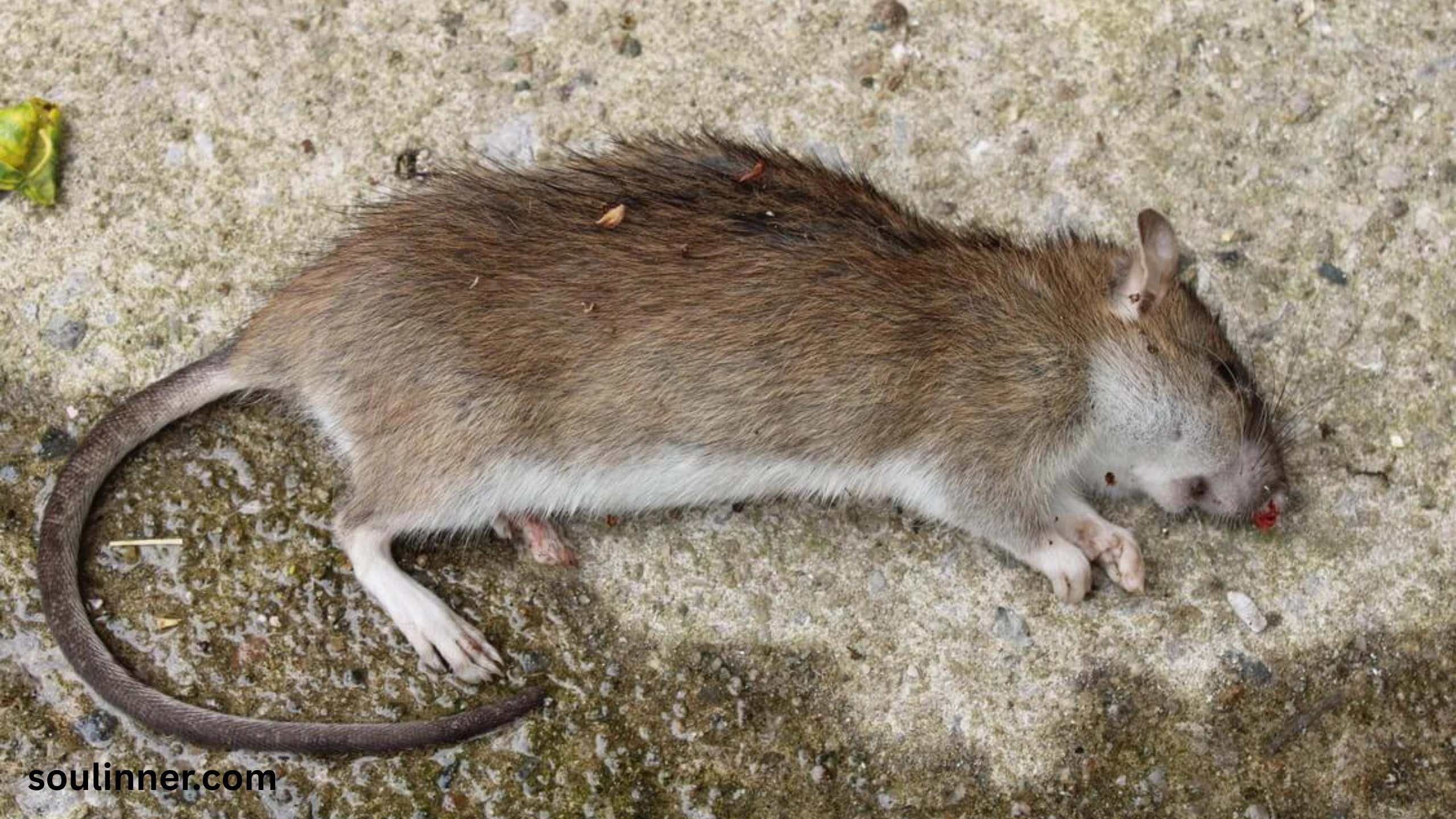 dead rat outside my house spiritual meaning