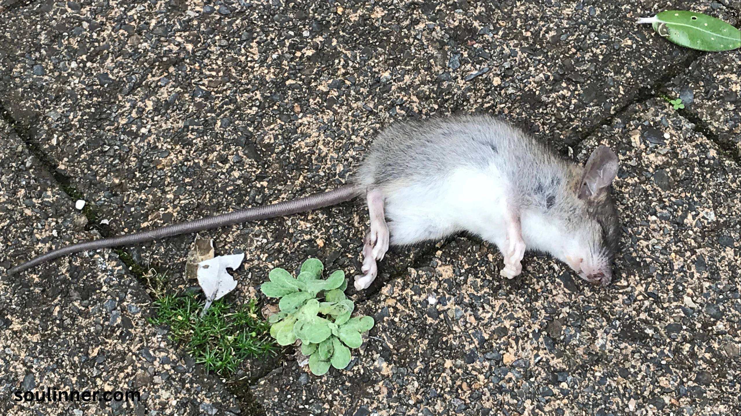 dead rat outside my house spiritual meaning