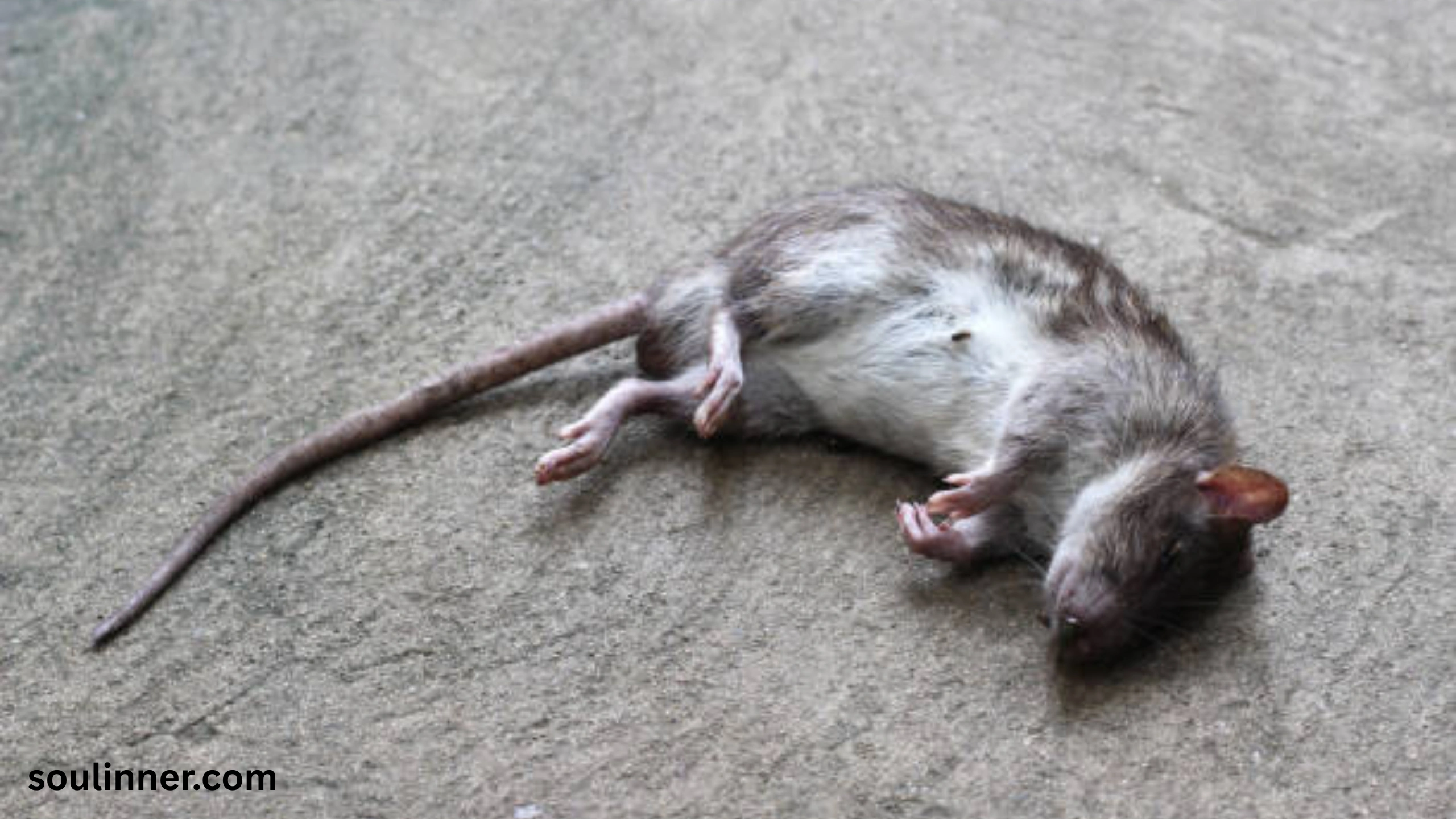 dead rat outside my house spiritual meaning