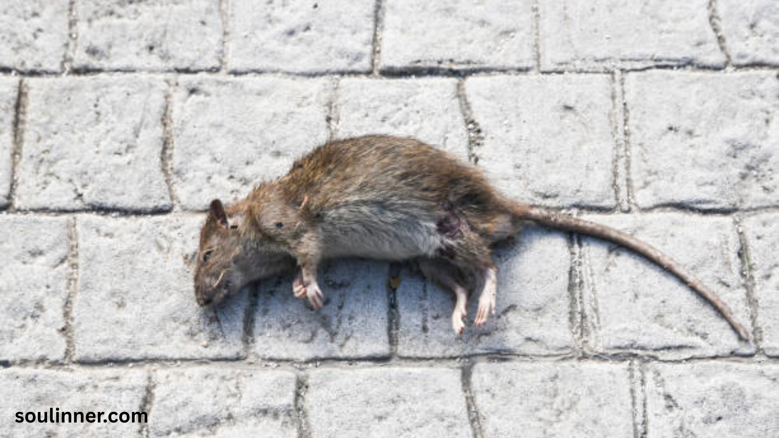 dead rat outside my house spiritual meaning