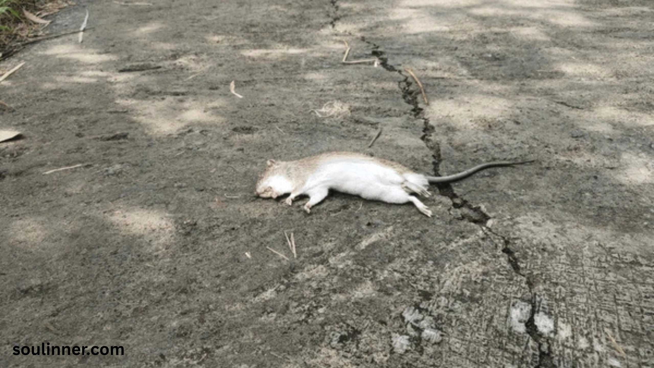 dead rat outside my house spiritual meaning