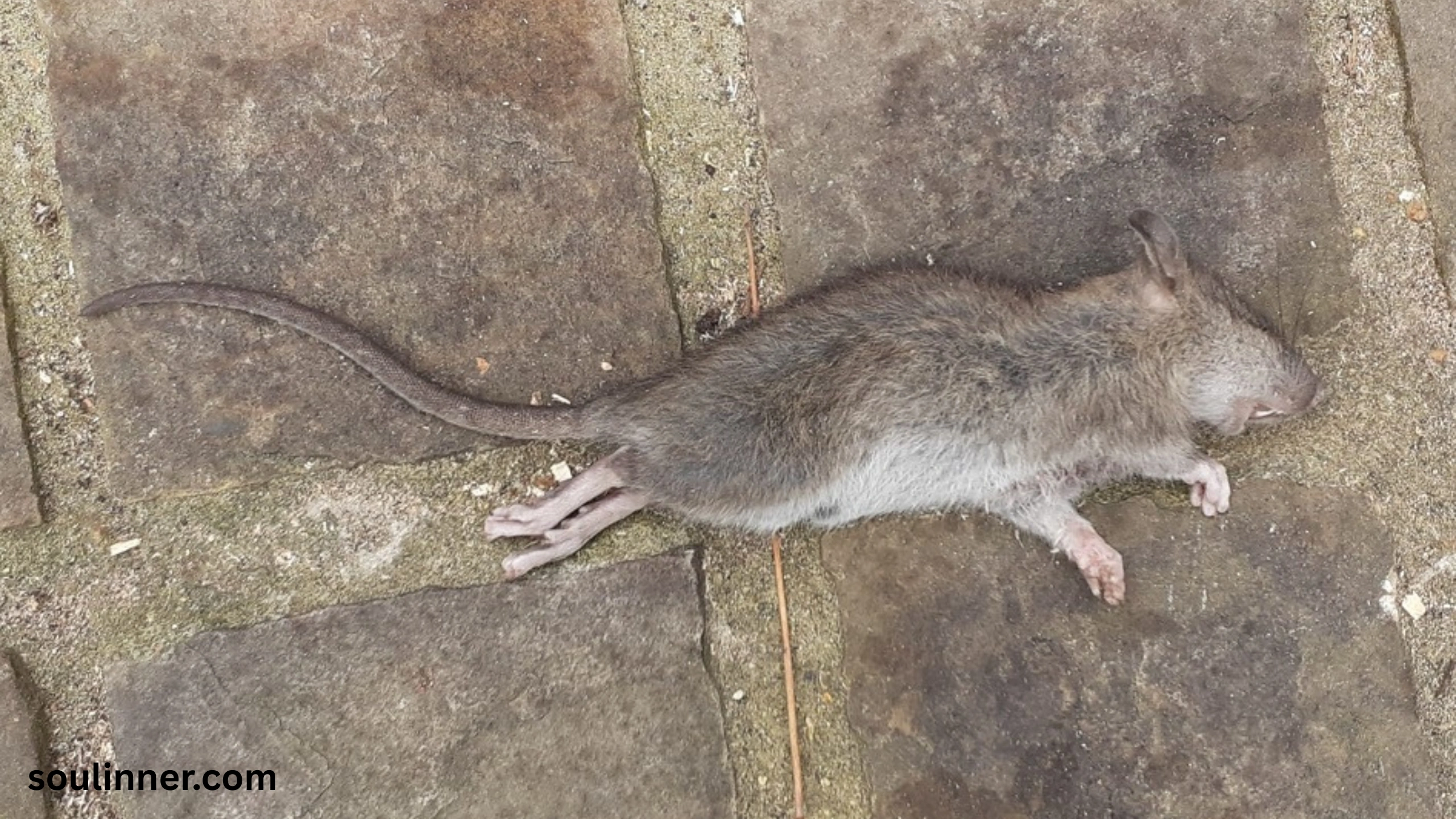 dead rat outside my house spiritual meaning