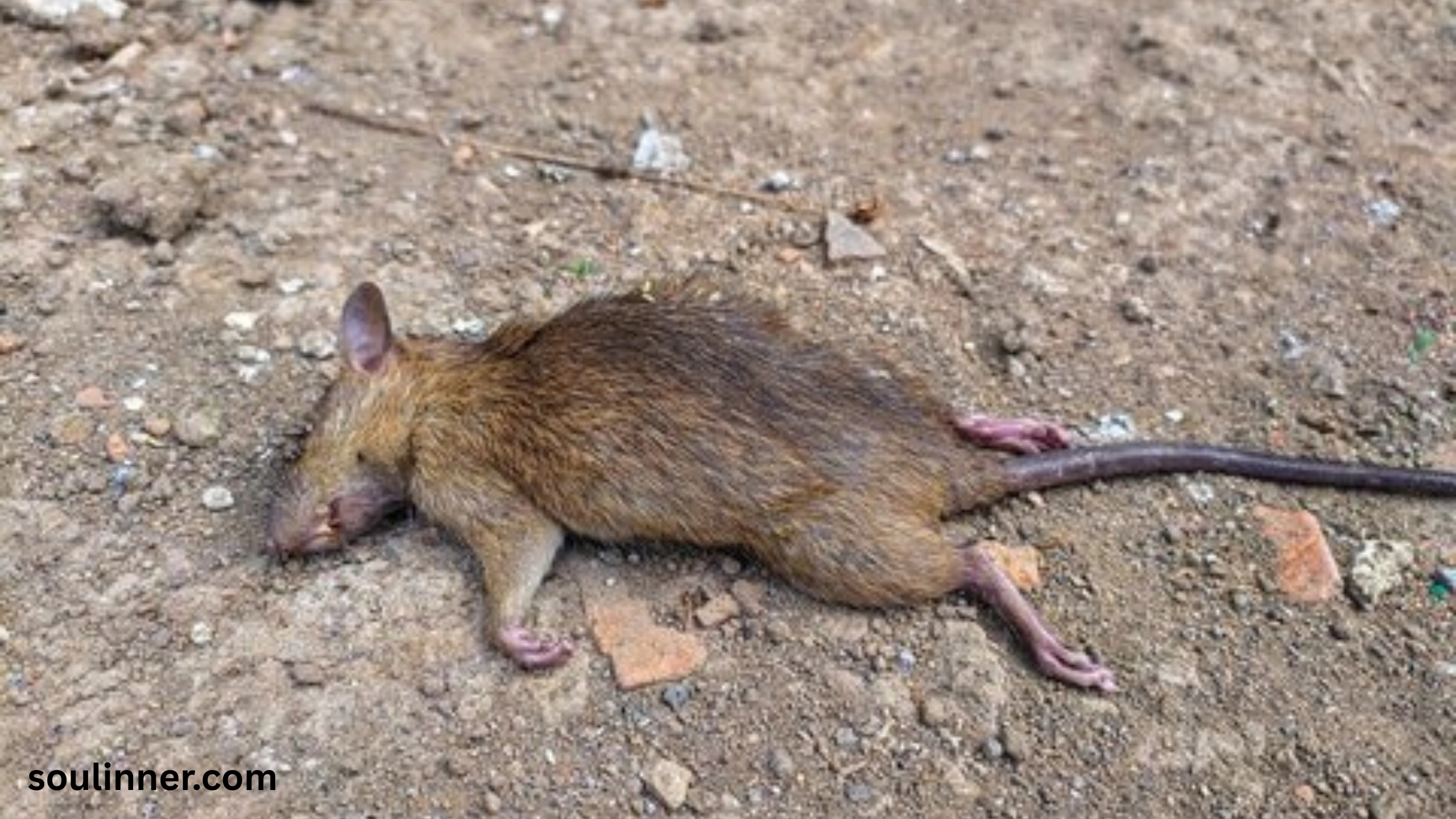 dead rat outside my house spiritual meaning