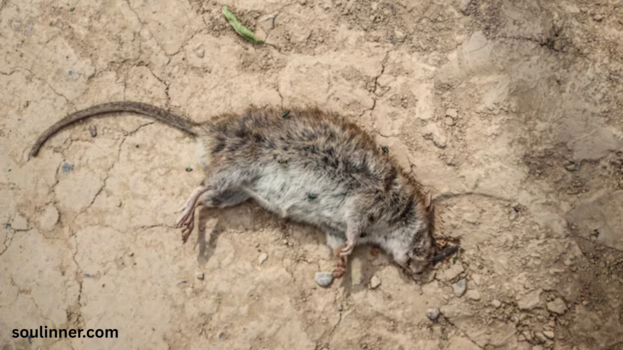 dead rat outside my house spiritual meaning