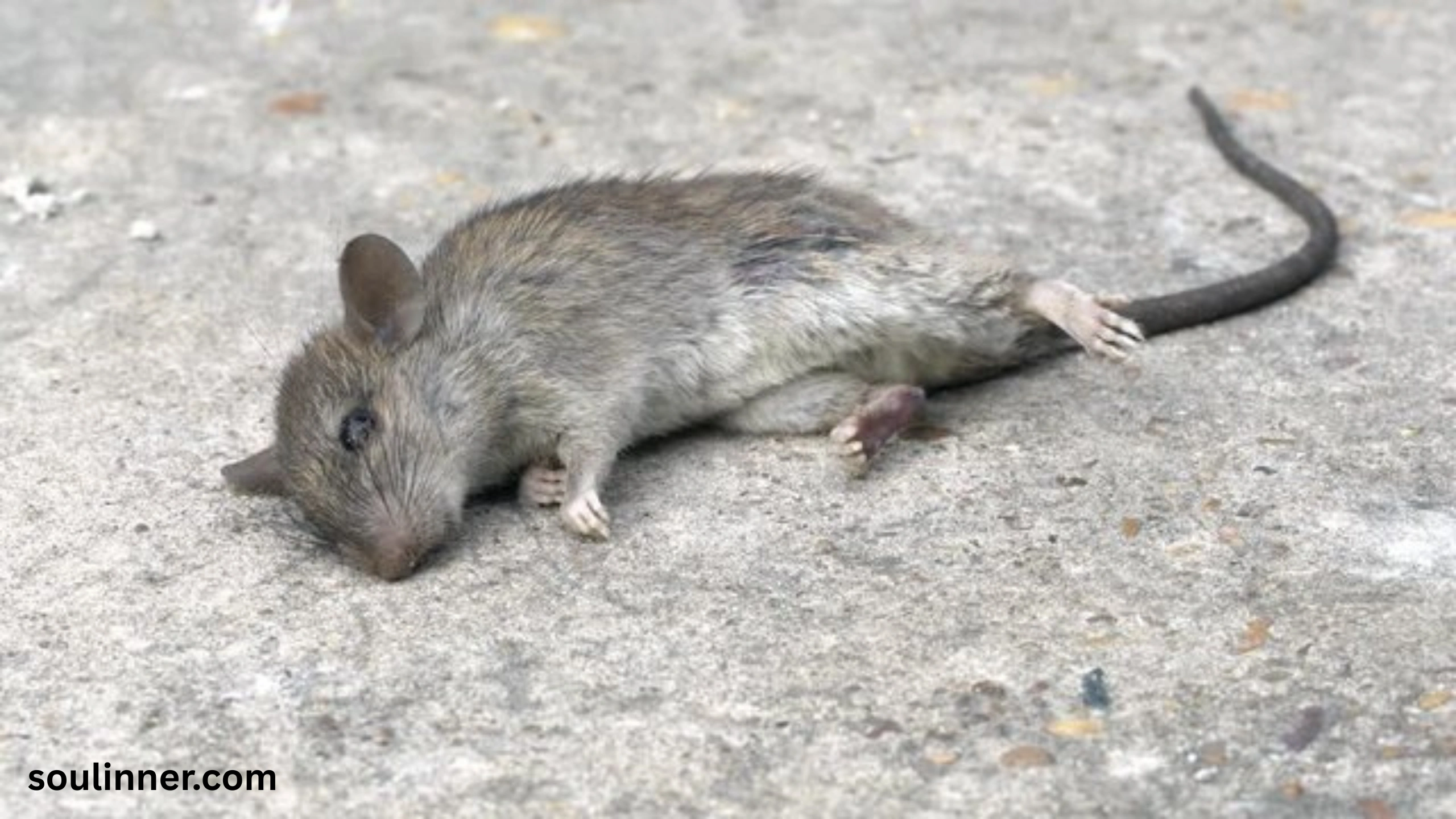 dead rat outside my house spiritual meaning