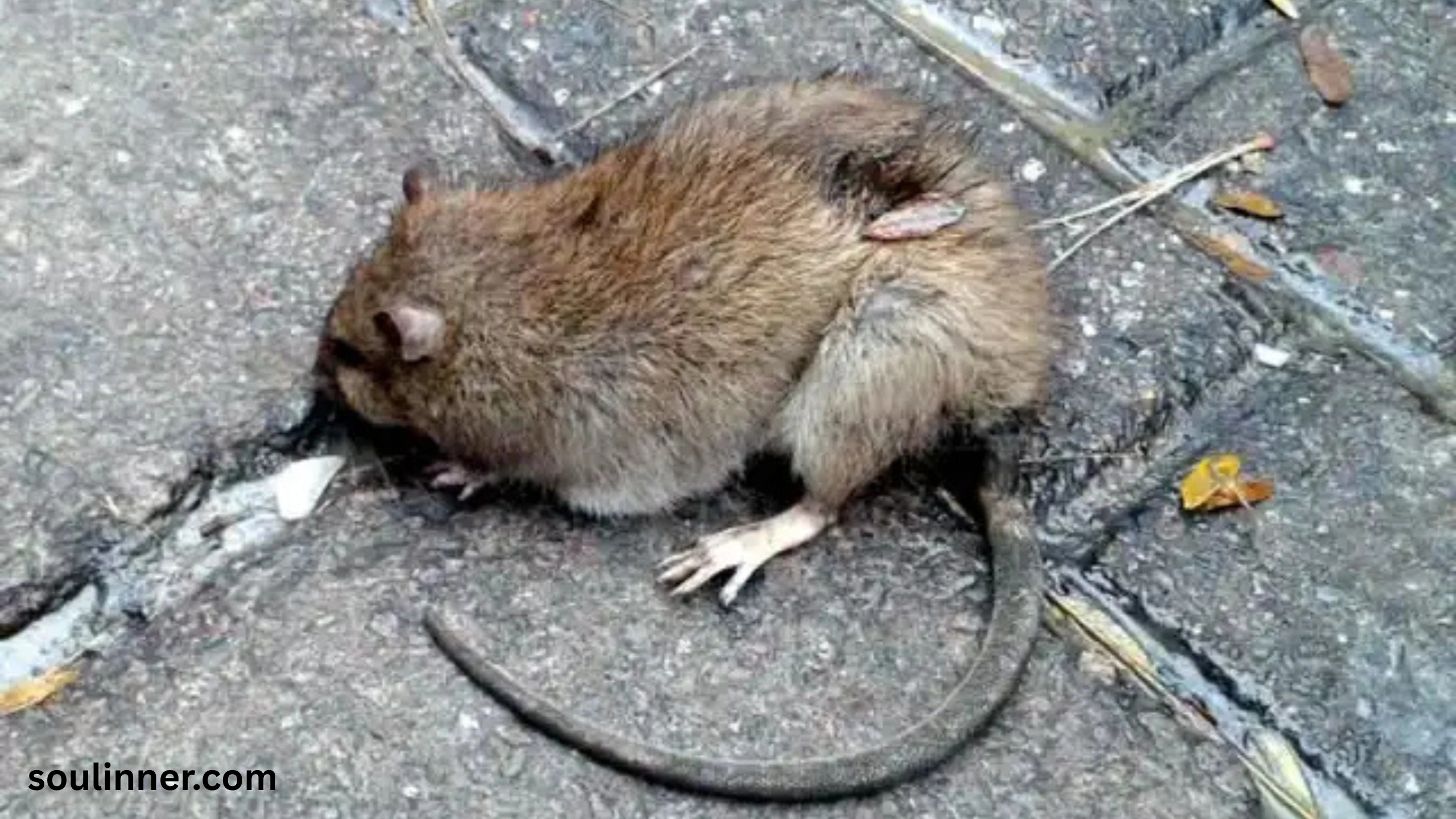 dead rat outside my house spiritual meaning