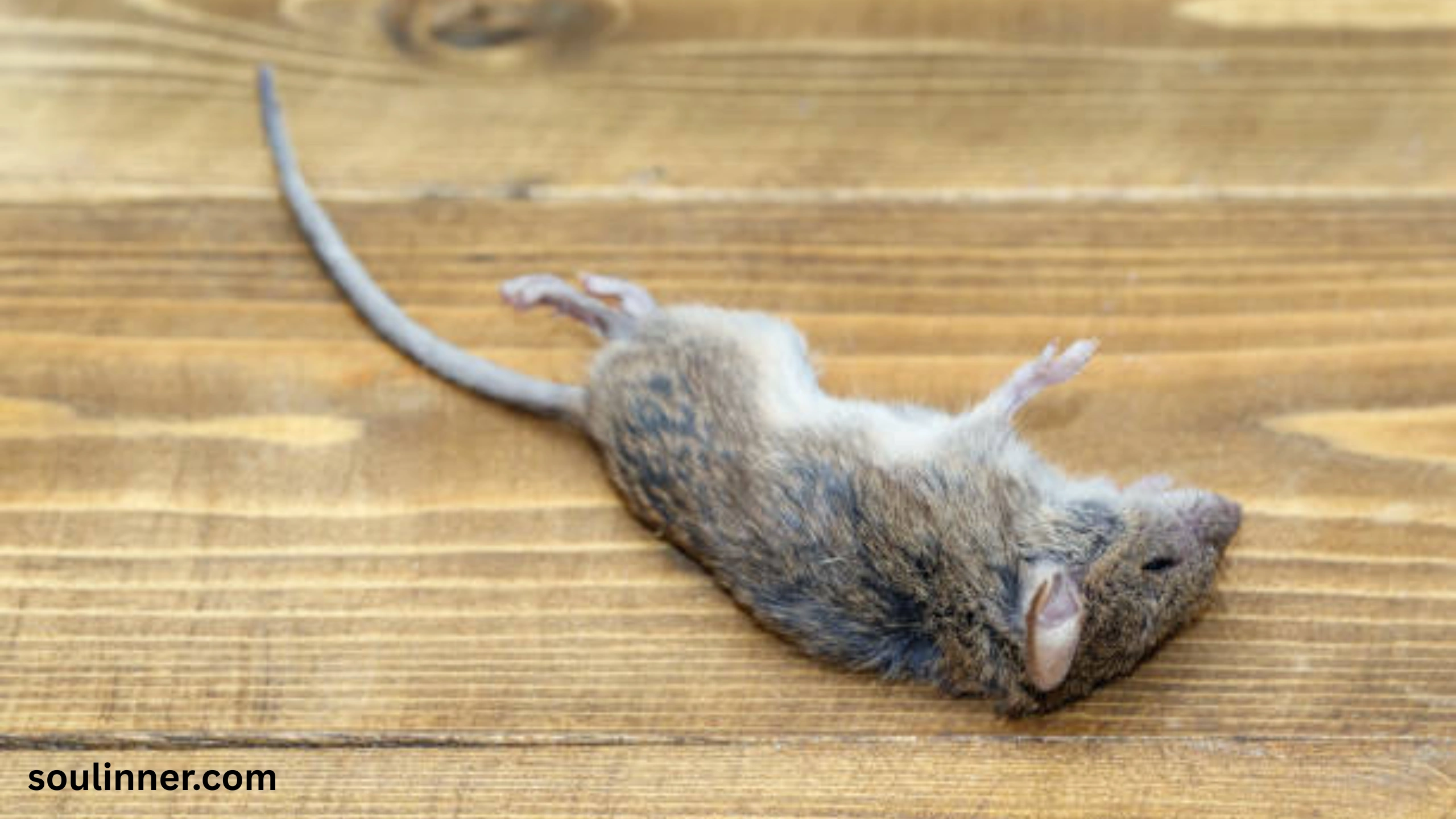 dead rat outside my house spiritual meaning