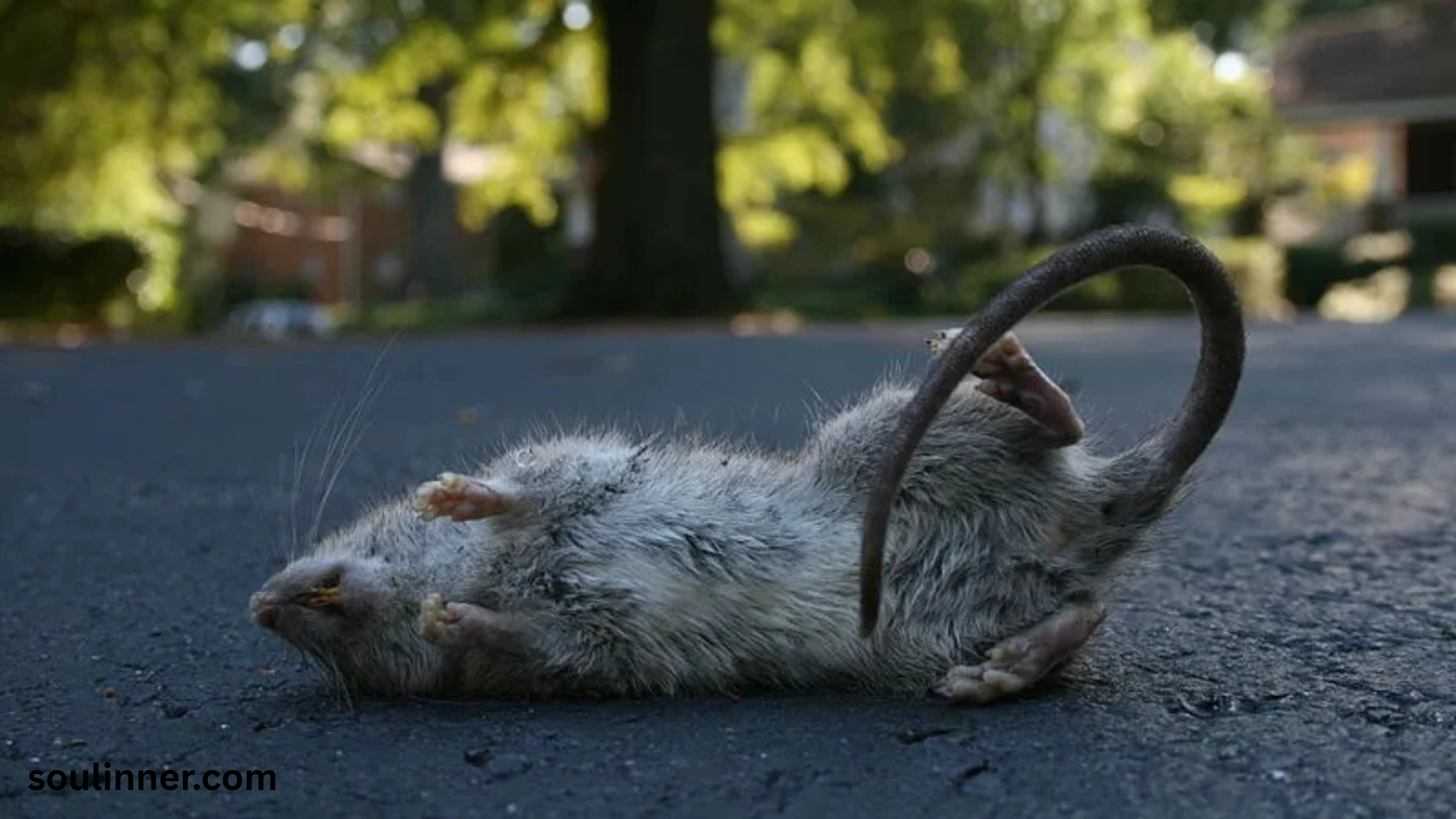 dead rat outside my house spiritual meaning