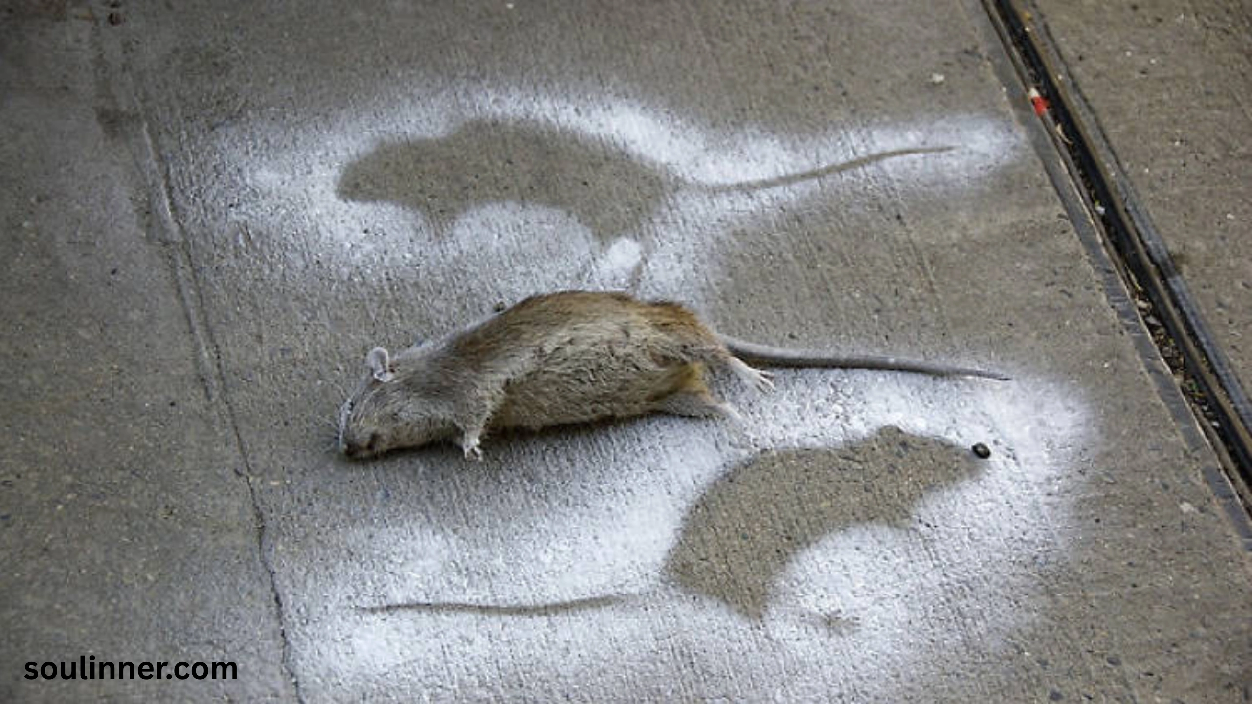 dead rat outside my house spiritual meaning