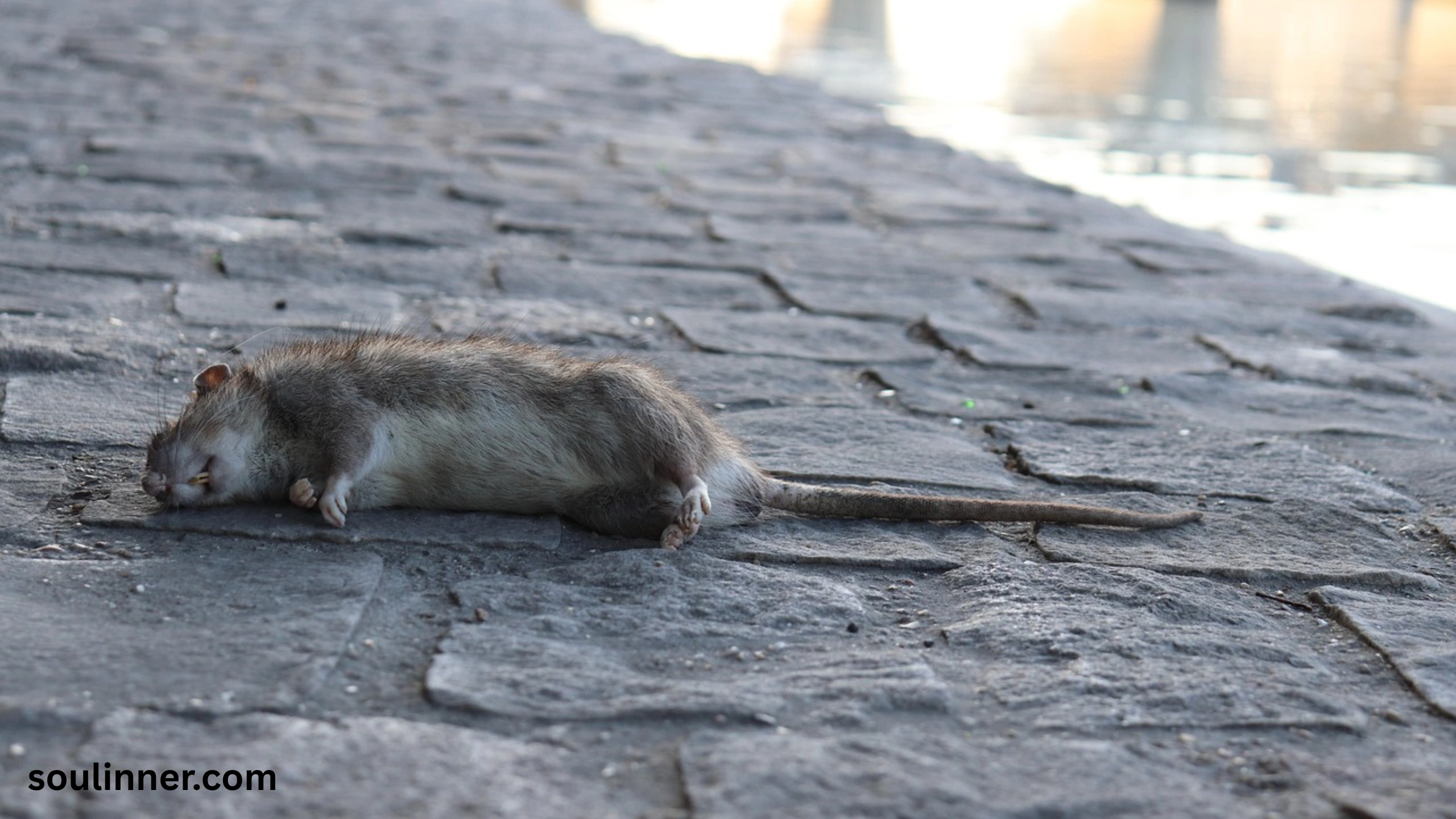 dead rat outside my house spiritual meaning