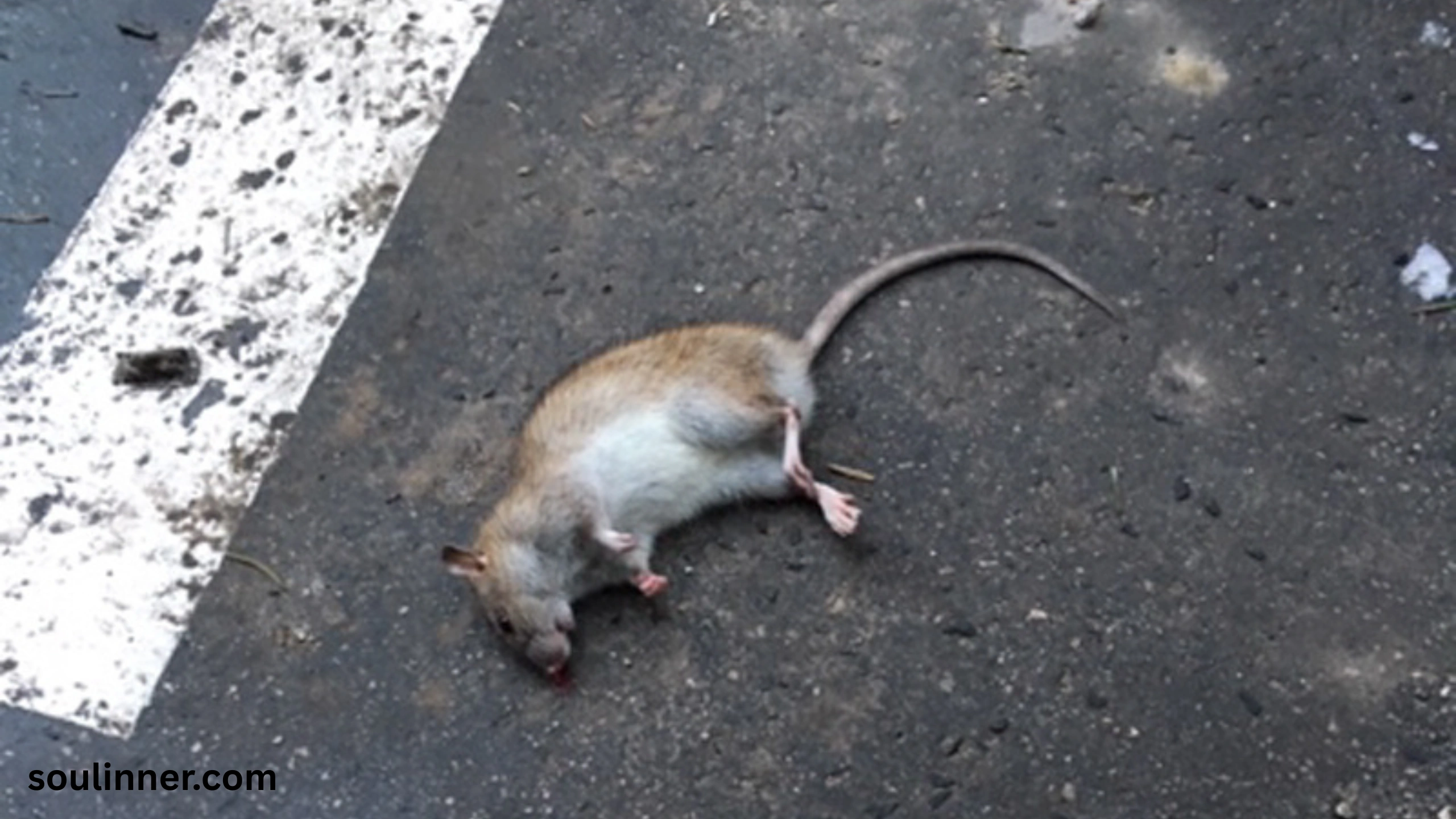 dead rat outside my house spiritual meaning